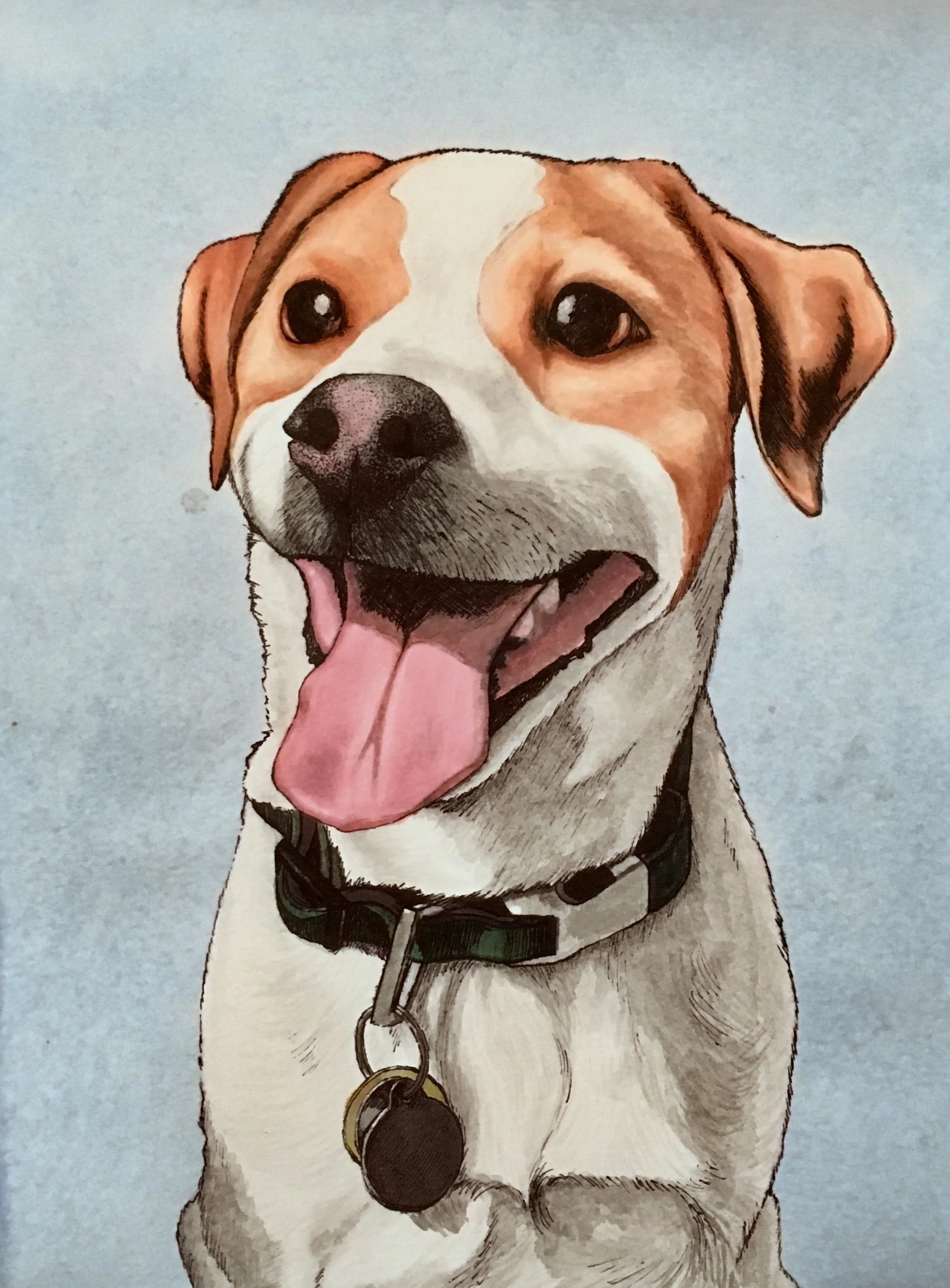 Hand-drawn portrait of a happy, brown and white dog with its tongue out, wearing a collar with a tag against a light background.