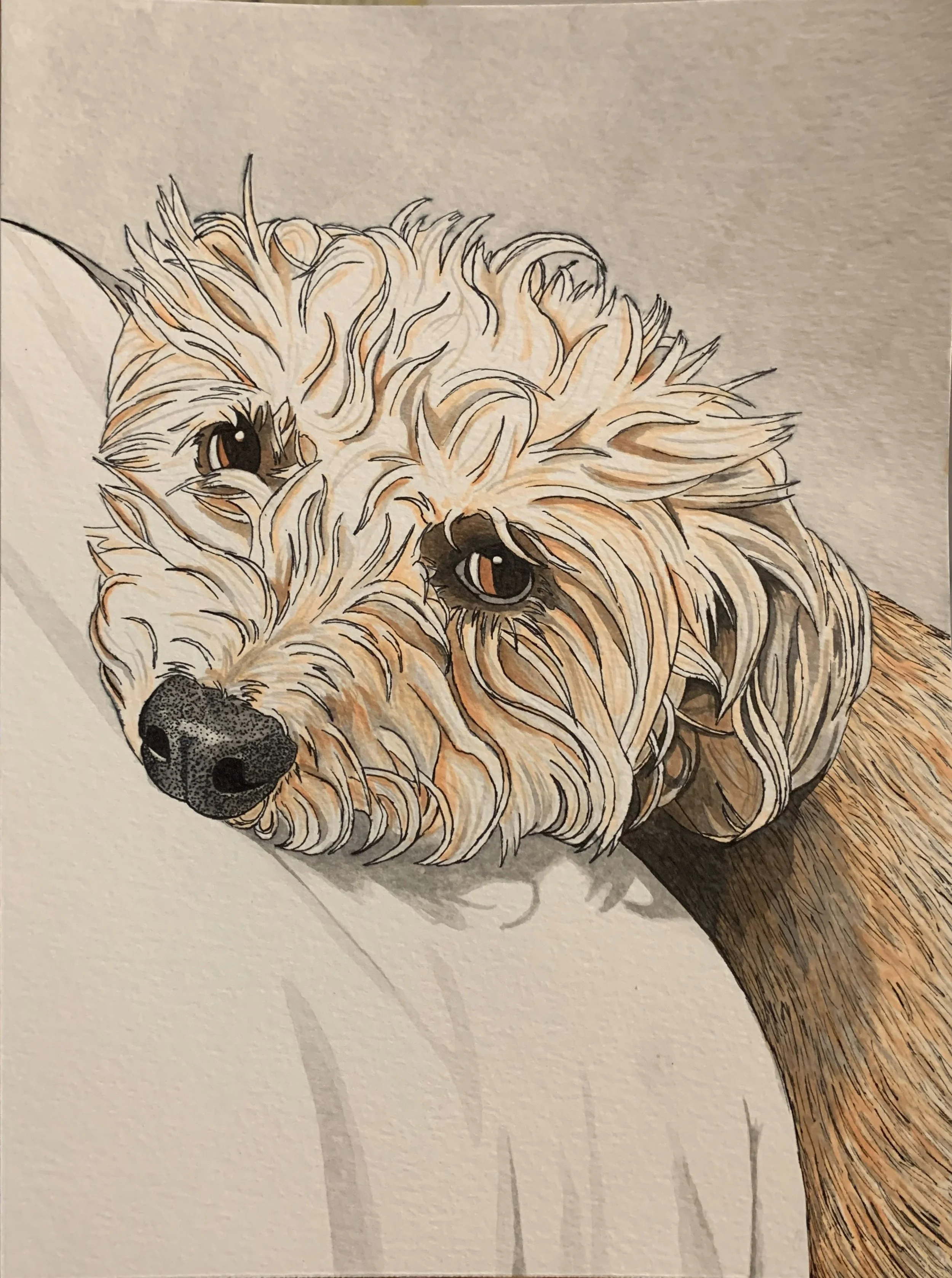 A detailed illustration of a dog with light-colored, curly fur, lying down with an expressive face and brown eyes, positioned next to a wooden piece of furniture.
