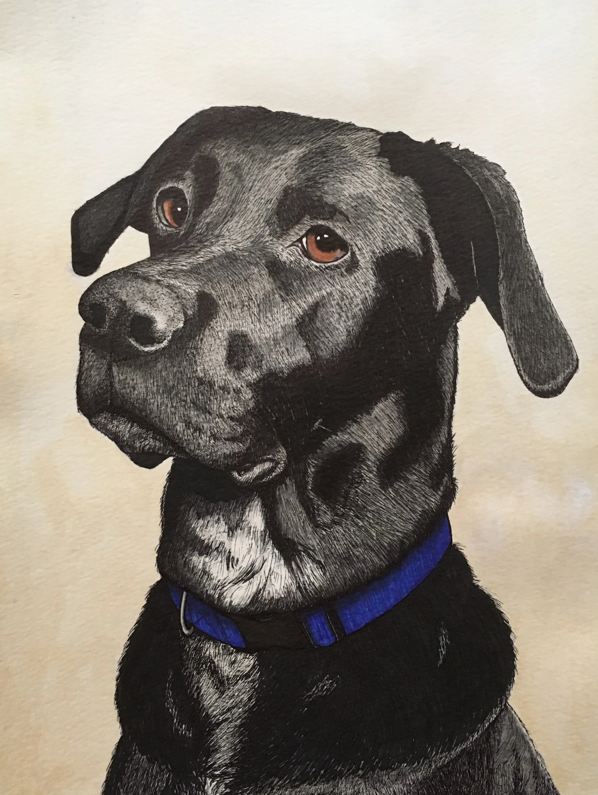 A detailed black and white illustration of a dog, likely a Labrador Retriever, wearing a blue harness.