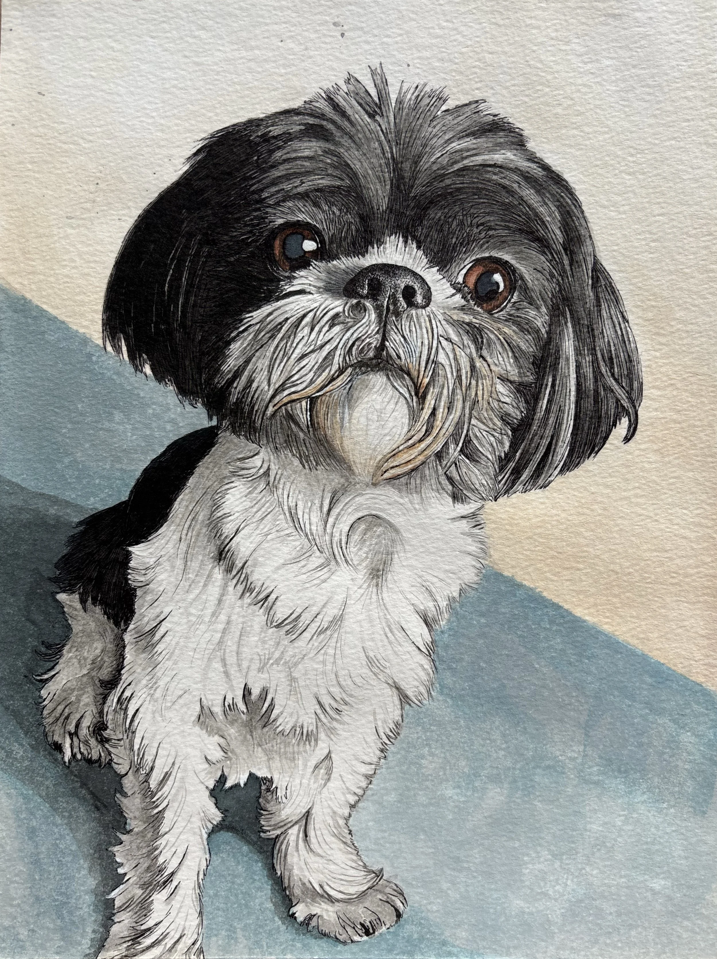 Cute dog with black and white fur, looking directly at the camera, standing on a blue surface with a light-colored background.