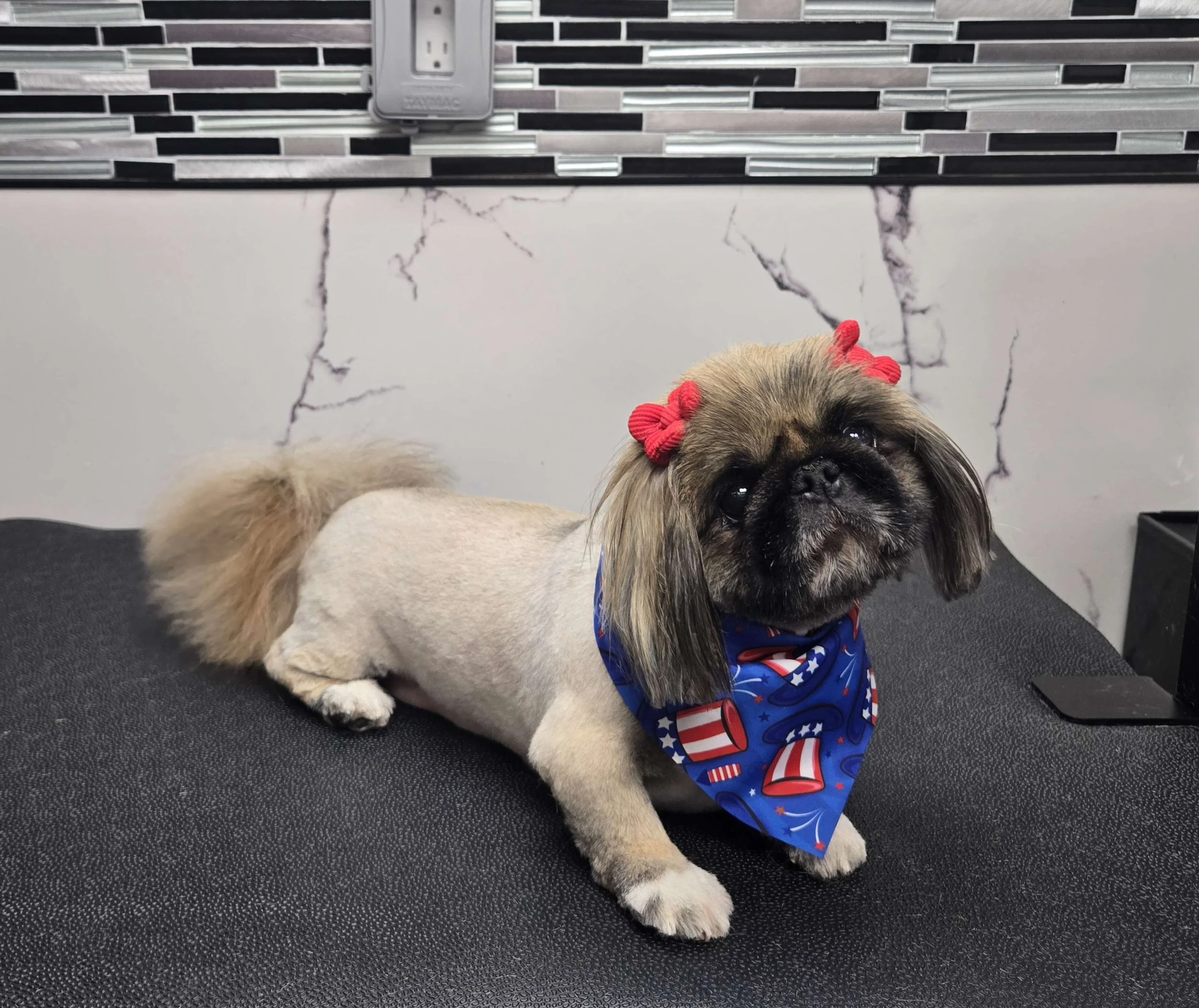 After grooming of a Pekingese by FurClips Mobile Pet Grooming in Rancho Cucamonga, California