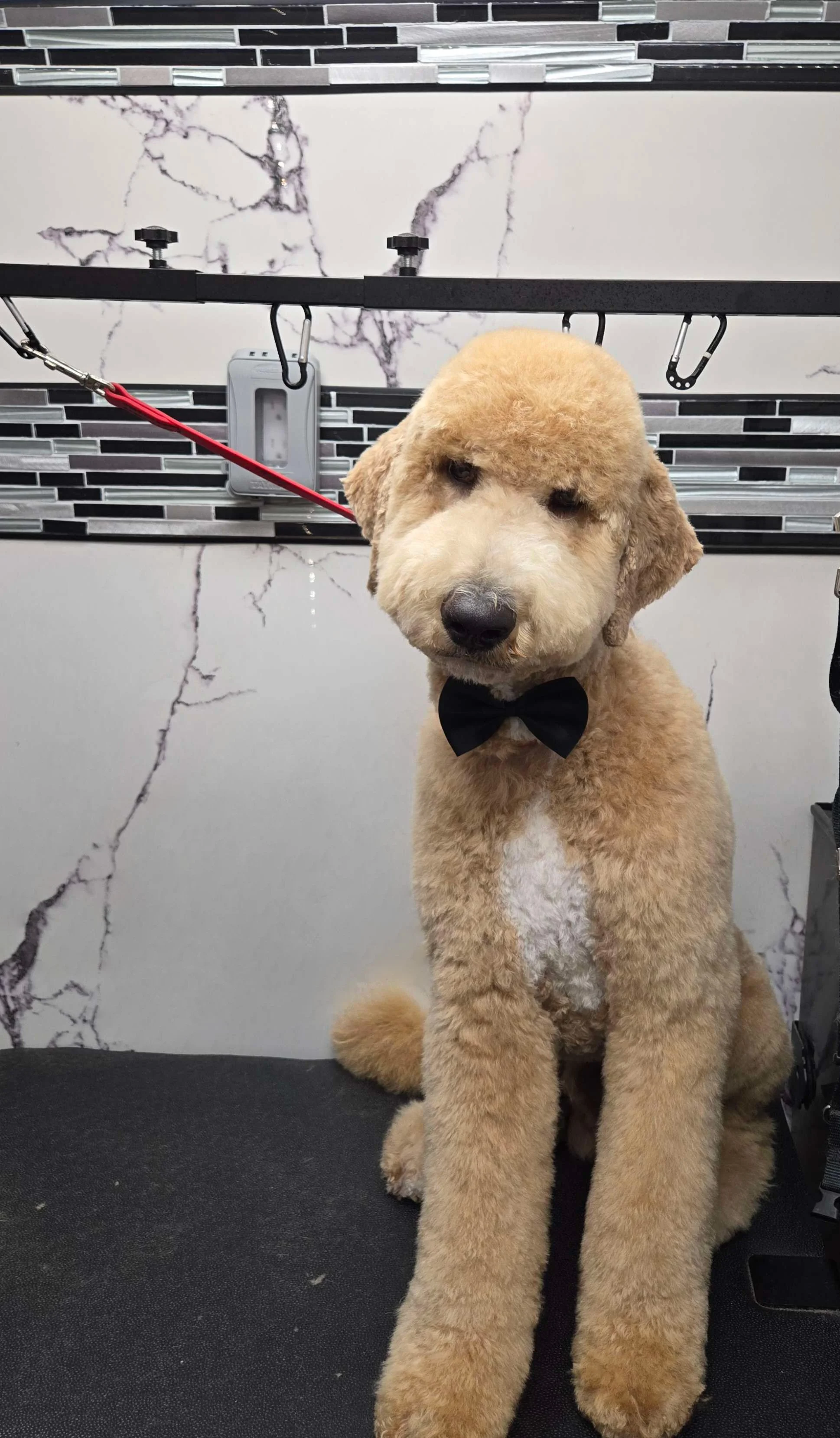 After grooming of a fluffy Goldendoodle by FurClips Mobile Pet Grooming in Rancho Cucamonga, California