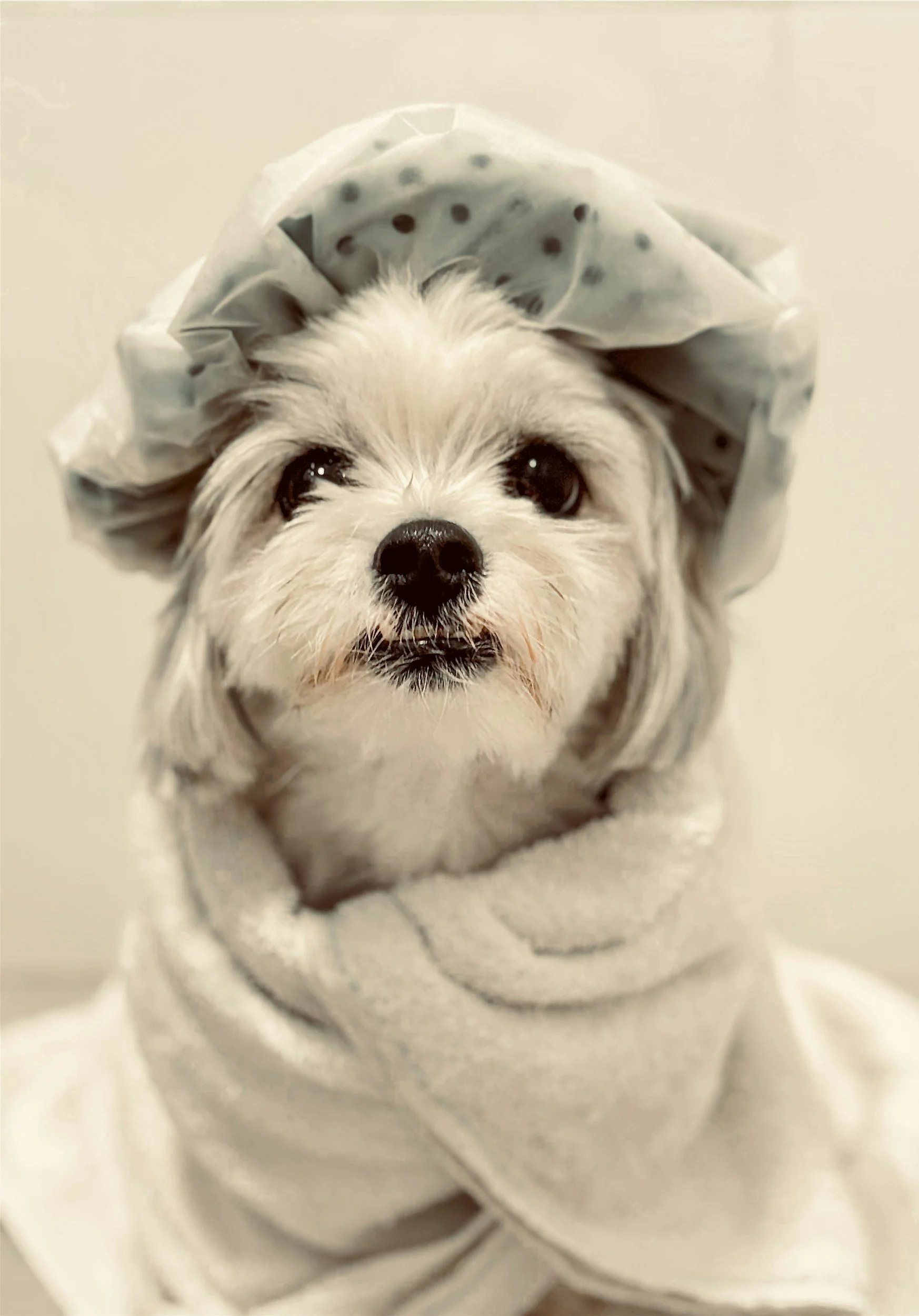 Small dog enjoying a gentle bath during a mobile grooming appointment.