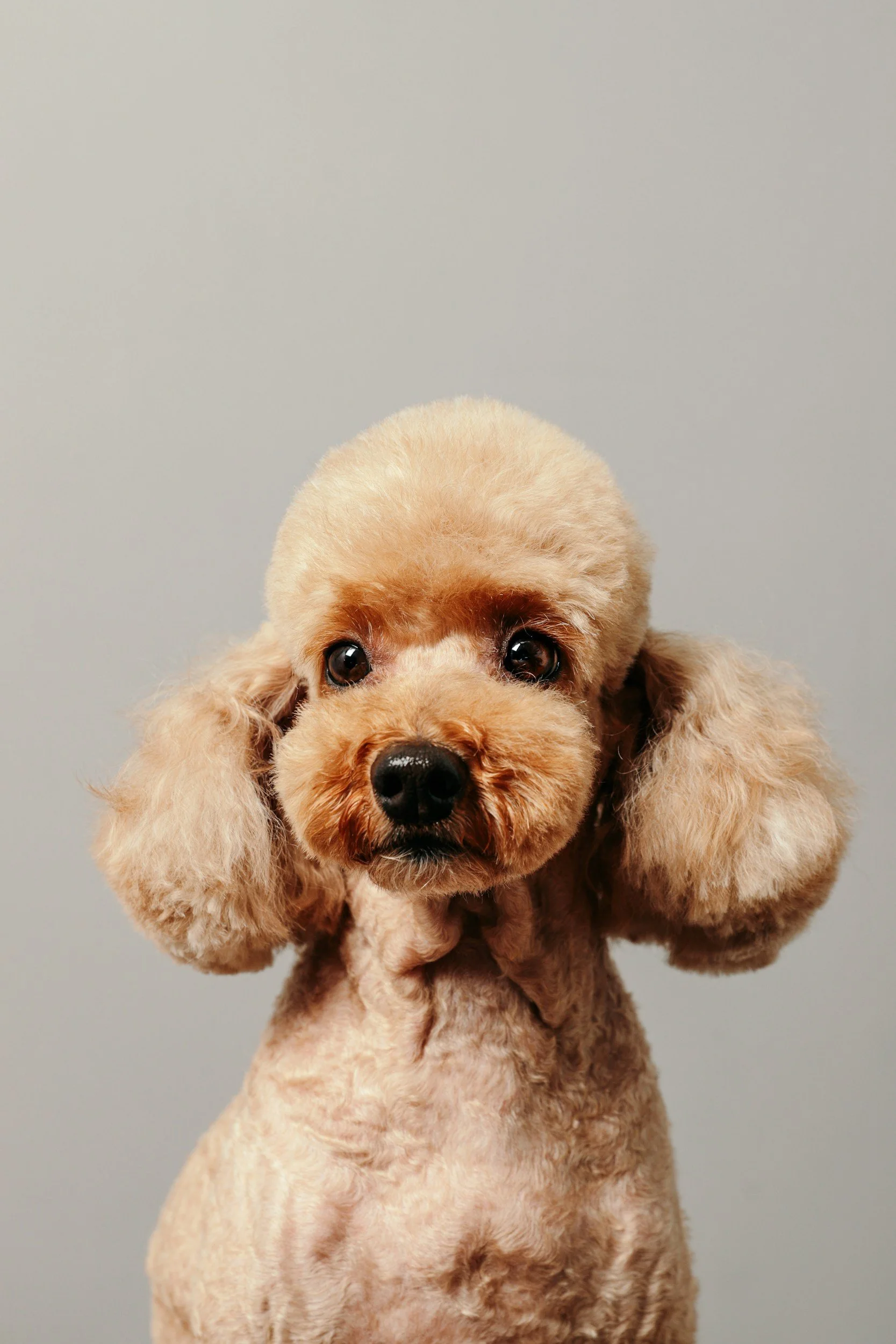 Apricot poodle puppy after professional grooming by FurClips Mobile Grooming.
