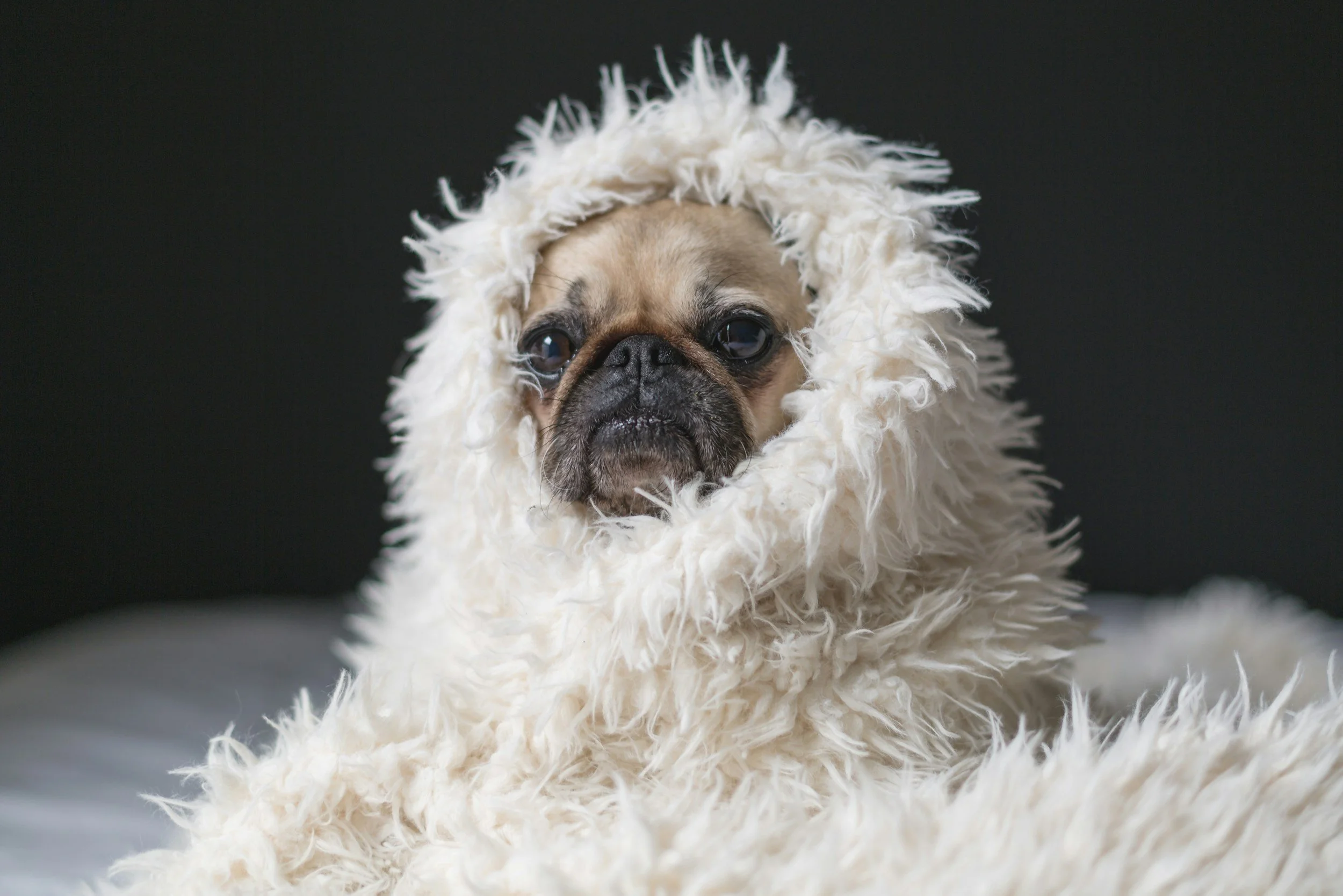 Small dog wrapped in a soft white blanket, representing calm and comfortable pet care.