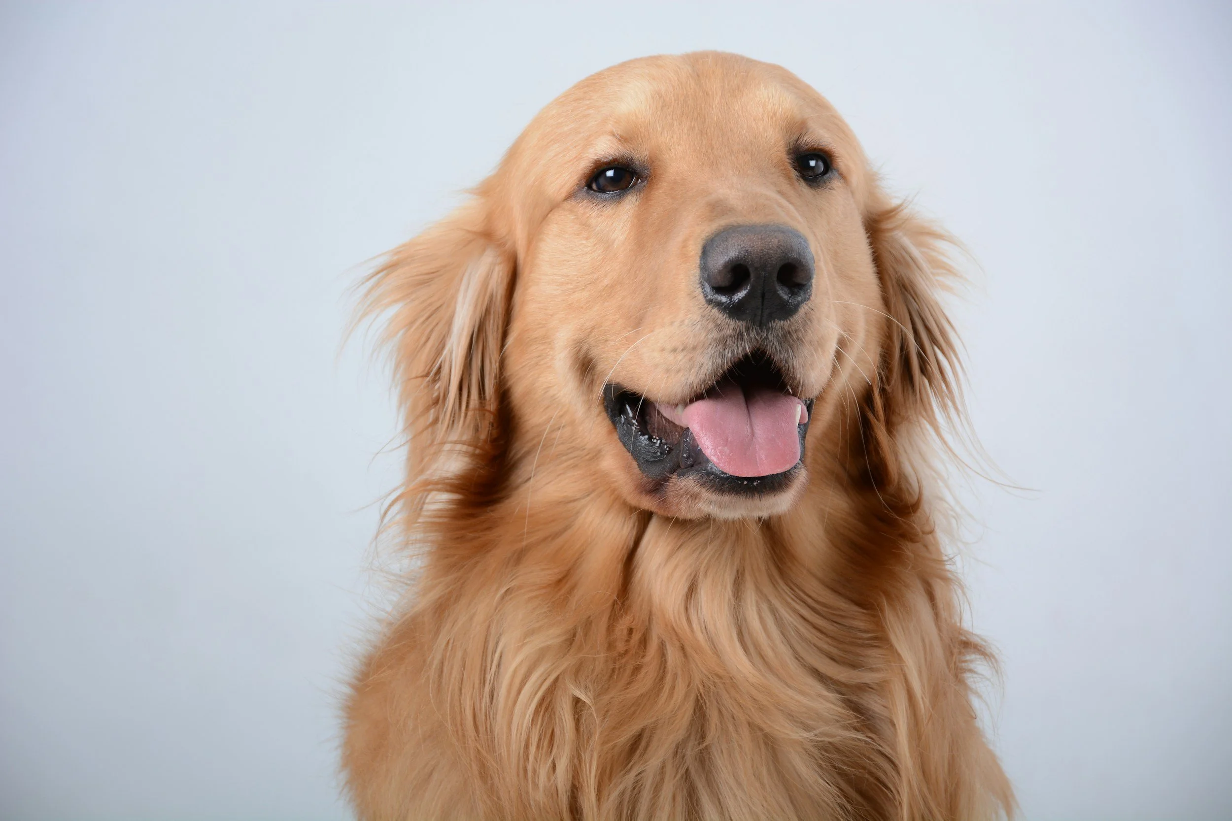 Happy Golden Retriever after a professional mobile grooming appointment by FurClips.