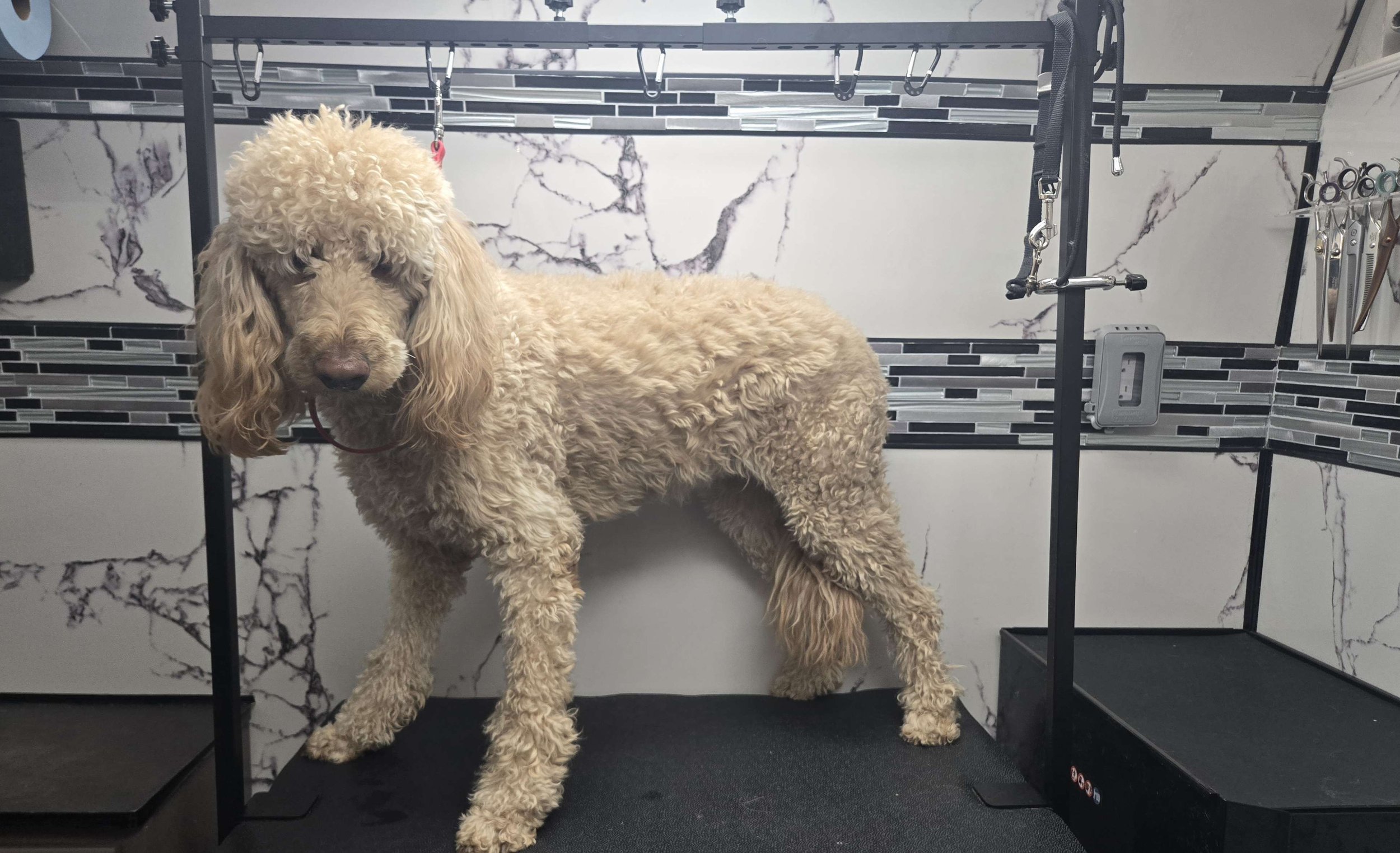 Before grooming of a Goldendoodle at FurClips Mobile Pet Grooming In Rancho Cucamonga, California