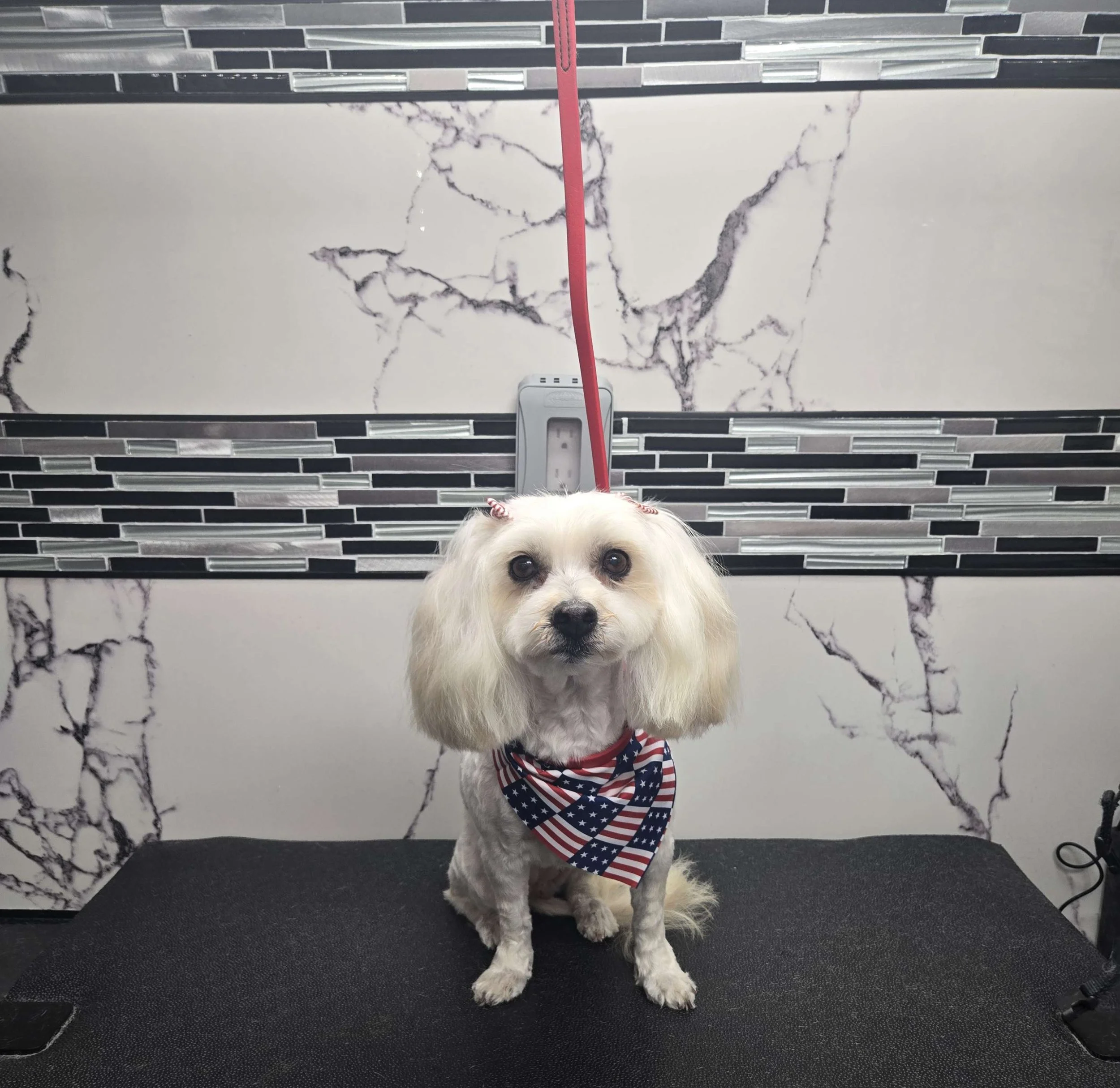 After grooming of a Maltipoo by FurClips Mobile Pet Grooming in Rancho Cucamonga, California