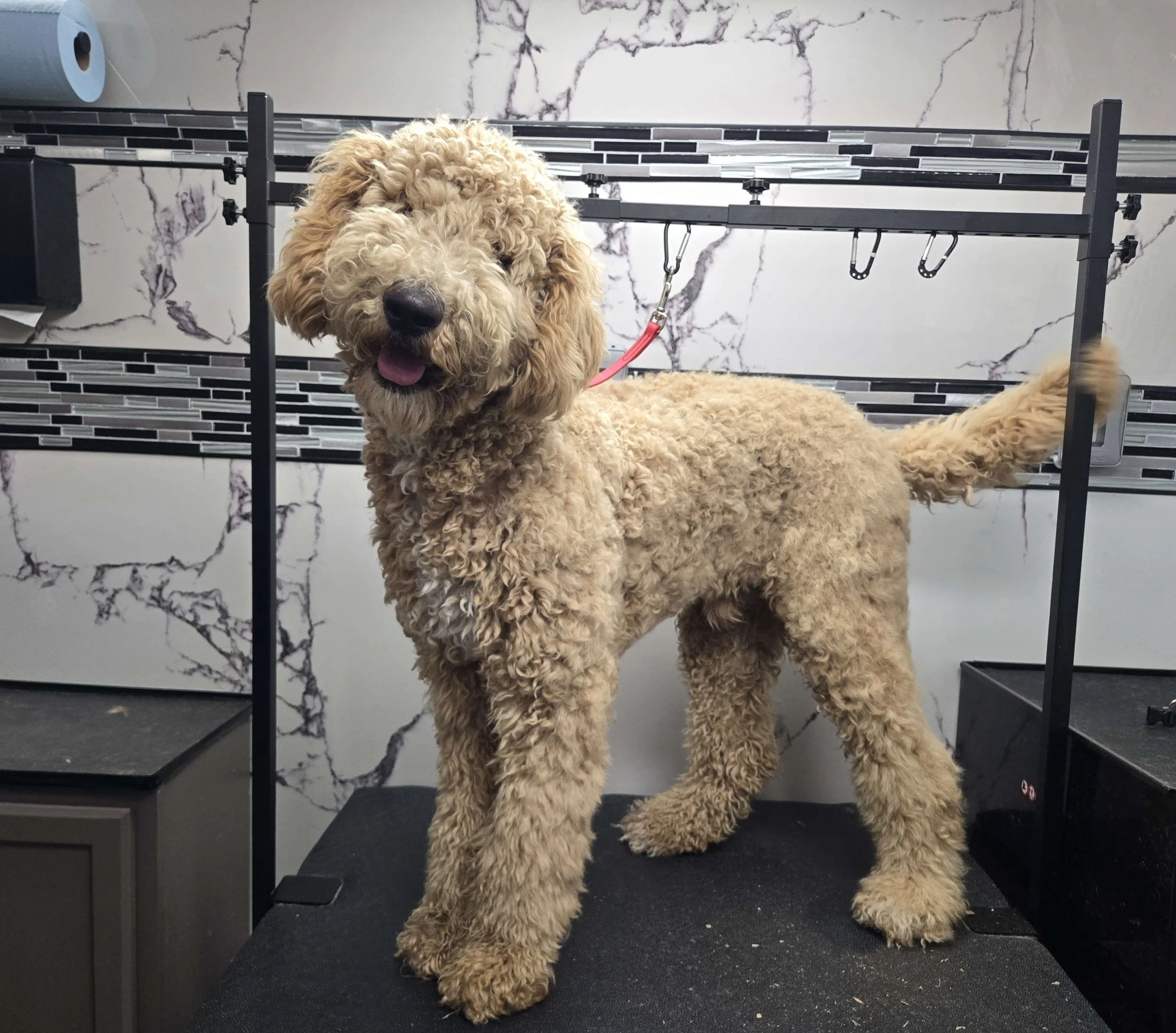 Before grooming of a fluffy Doodle at FurClips Mobile Pet Grooming In Rancho Cucamonga, California