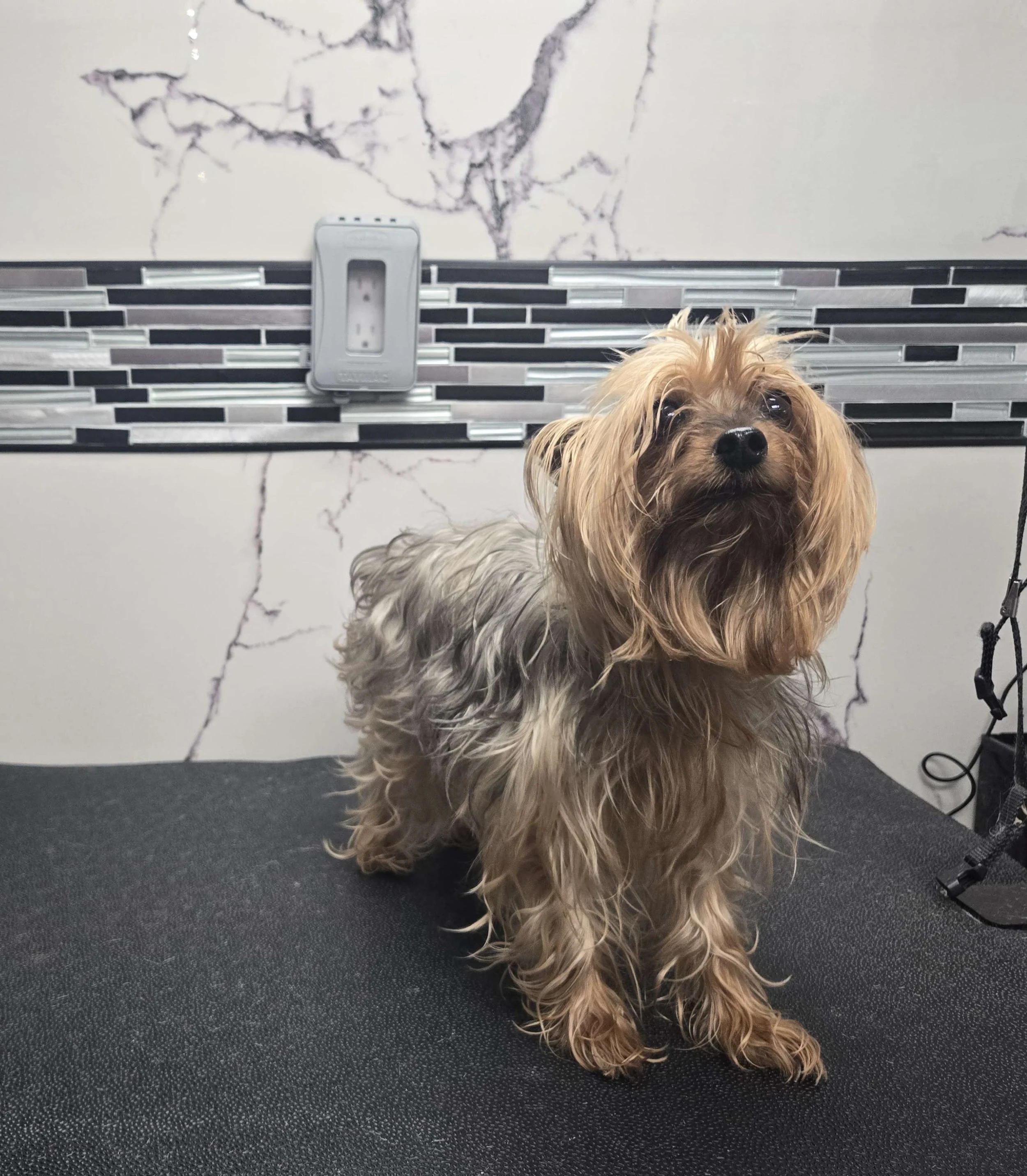 Before grooming of a Yorkie at FurClips Mobile Pet Grooming In Rancho Cucamonga, California