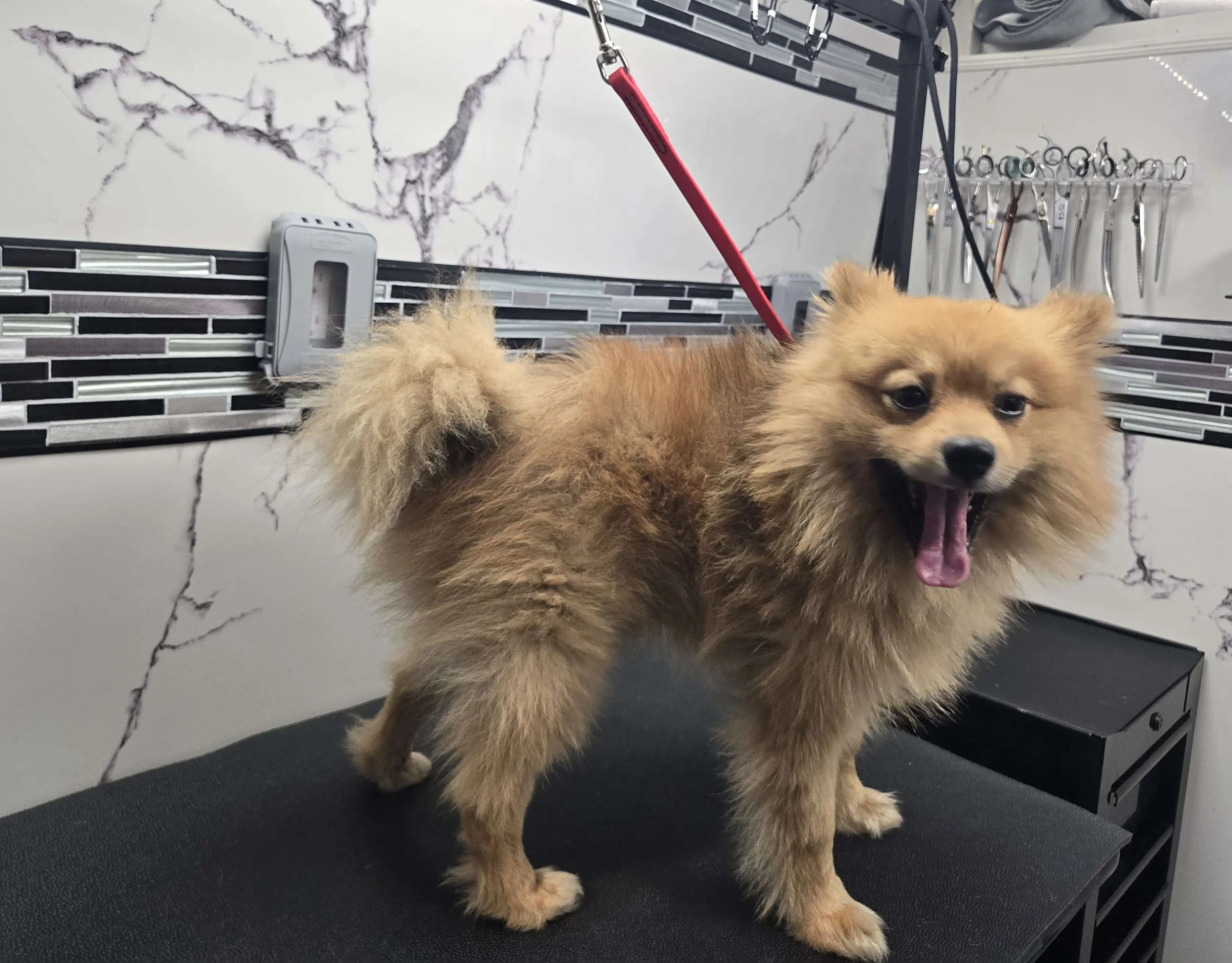 Before grooming of a fluffy Pomeranian at FurClips Mobile Pet Grooming In Rancho Cucamonga, California