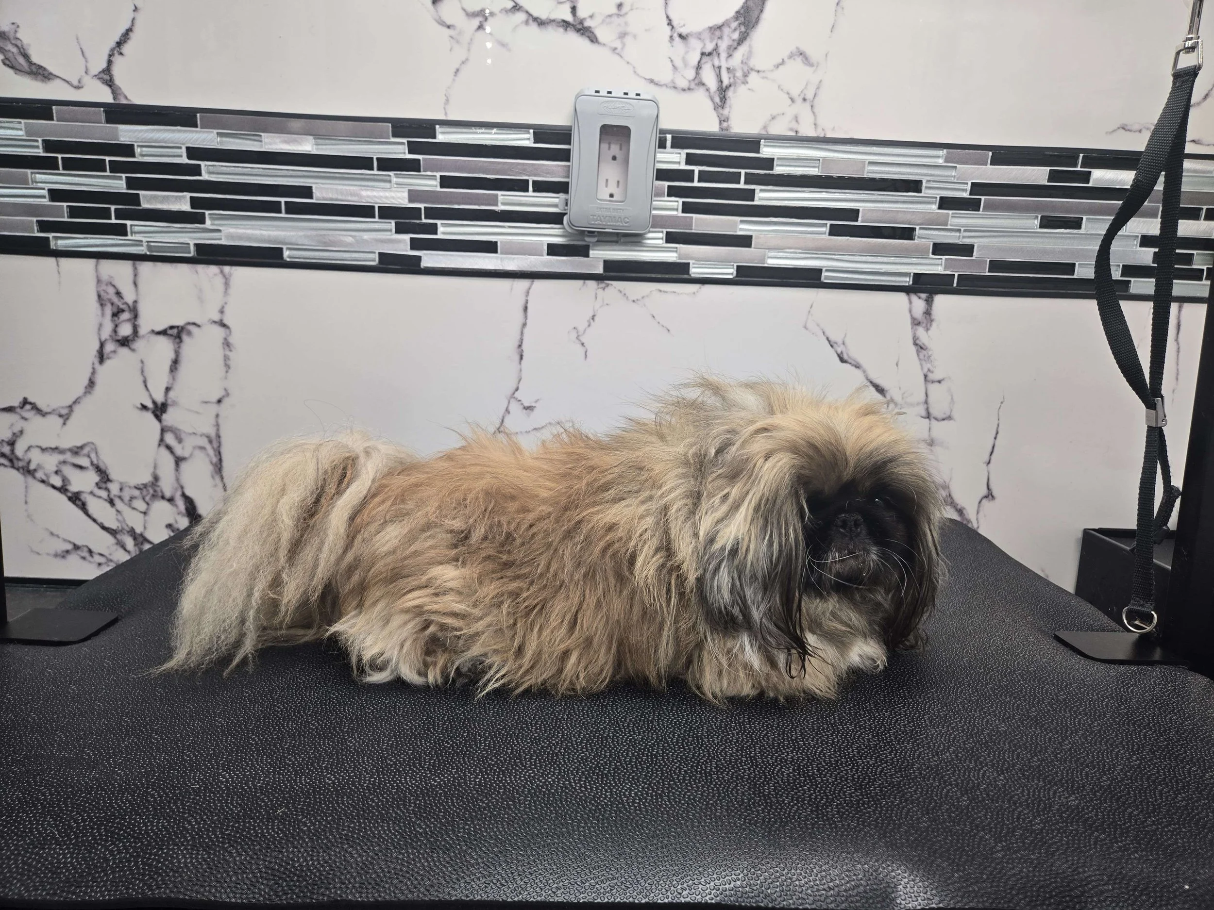 Before grooming of a Pekingese at FurClips Mobile Pet Grooming In Rancho Cucamonga, California