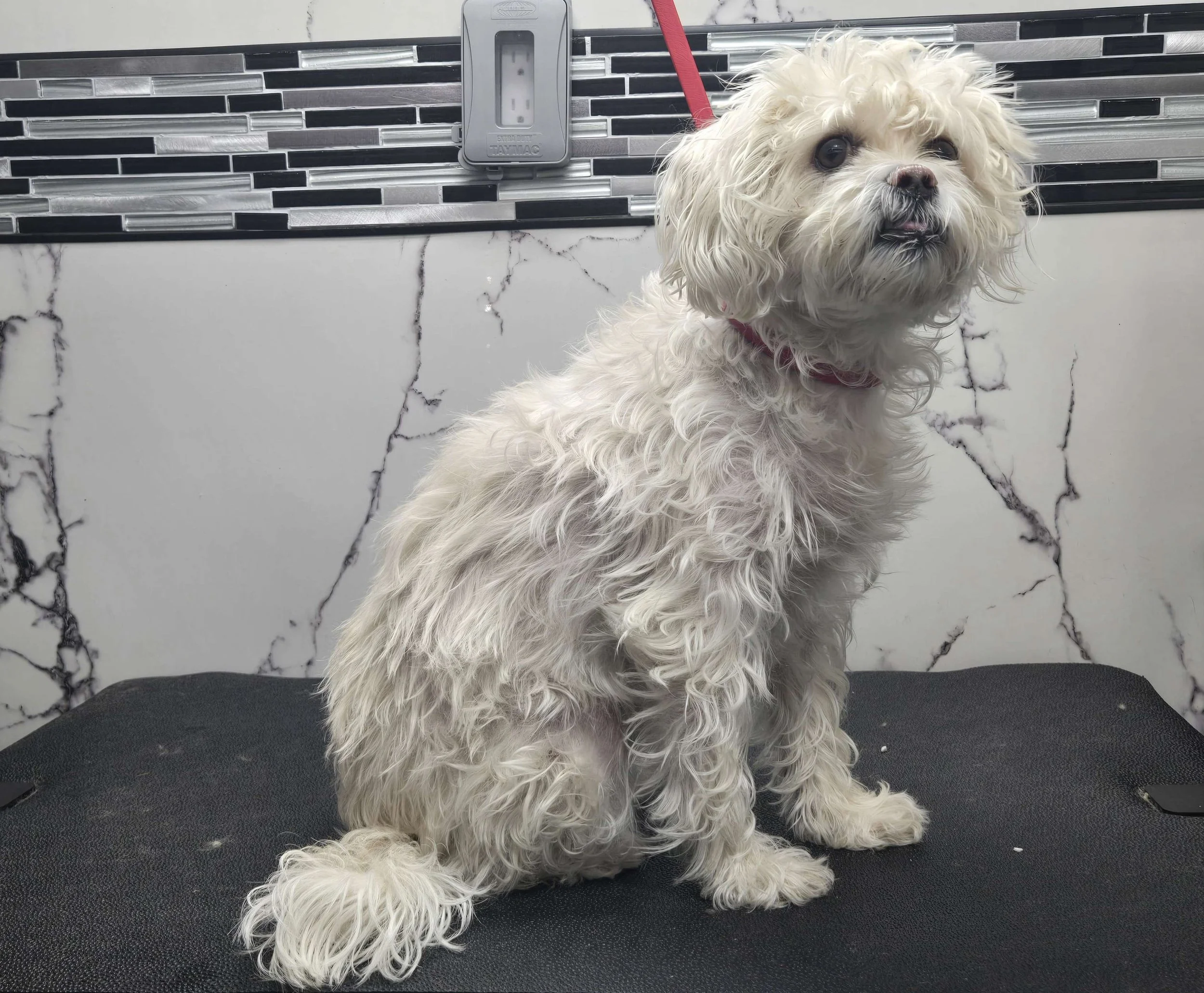 Before grooming of a terrier mix at FurClips Mobile Pet Grooming In Rancho Cucamonga, California