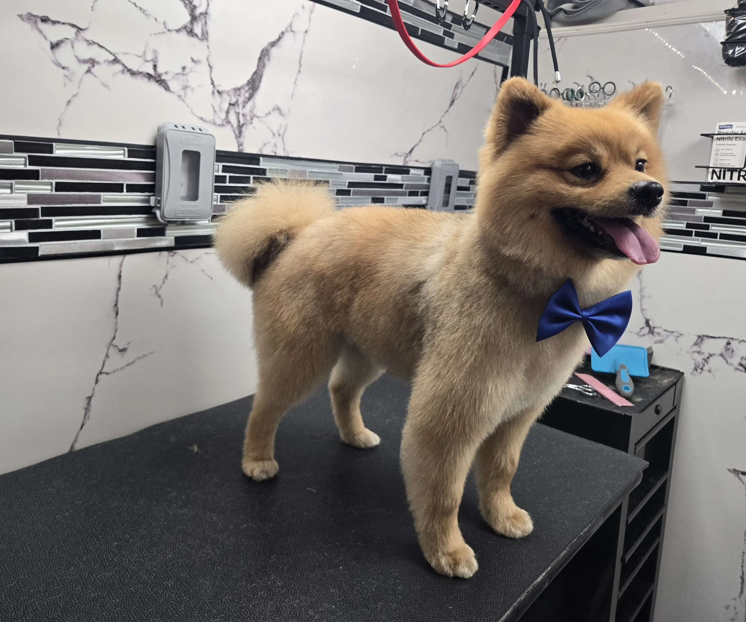 After grooming of a fluffy Pomeranian by FurClips Mobile Pet Grooming in Rancho Cucamonga, California