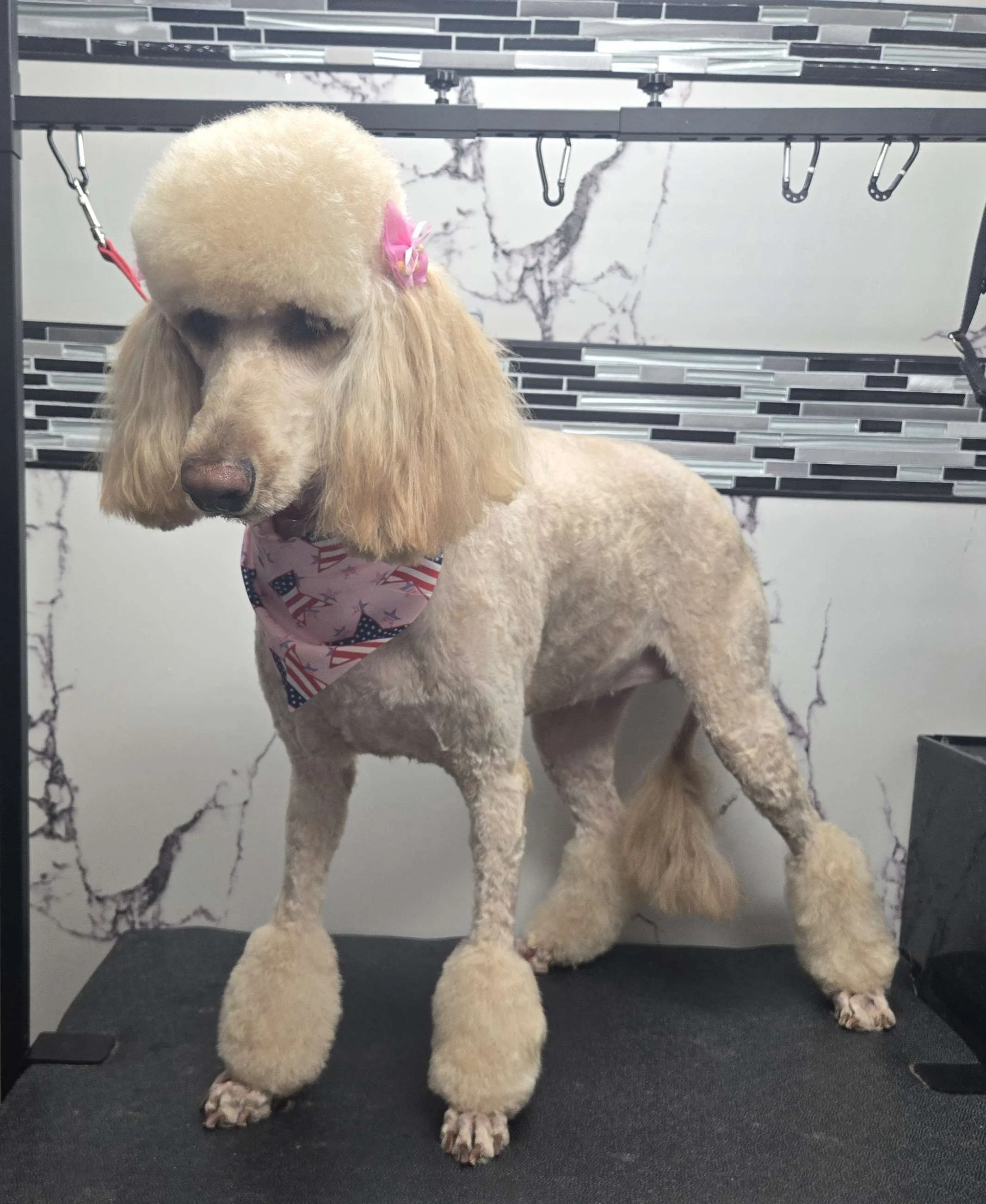 After grooming of a Goldendoodle by FurClips Mobile Pet Grooming in Rancho Cucamonga, California