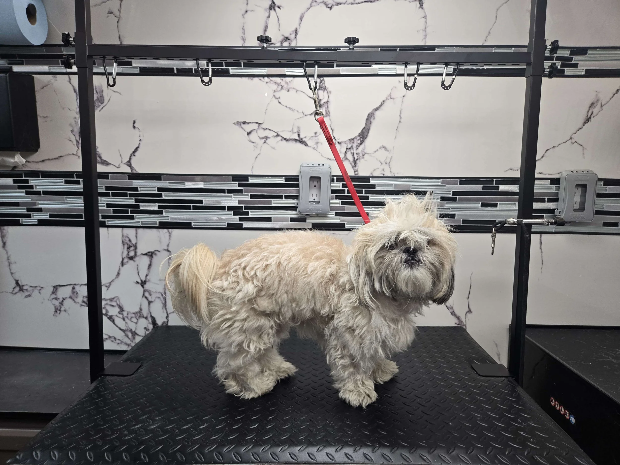 Before grooming of a fluffy Shihtzu at FurClips Mobile Pet Grooming In Rancho Cucamonga, California