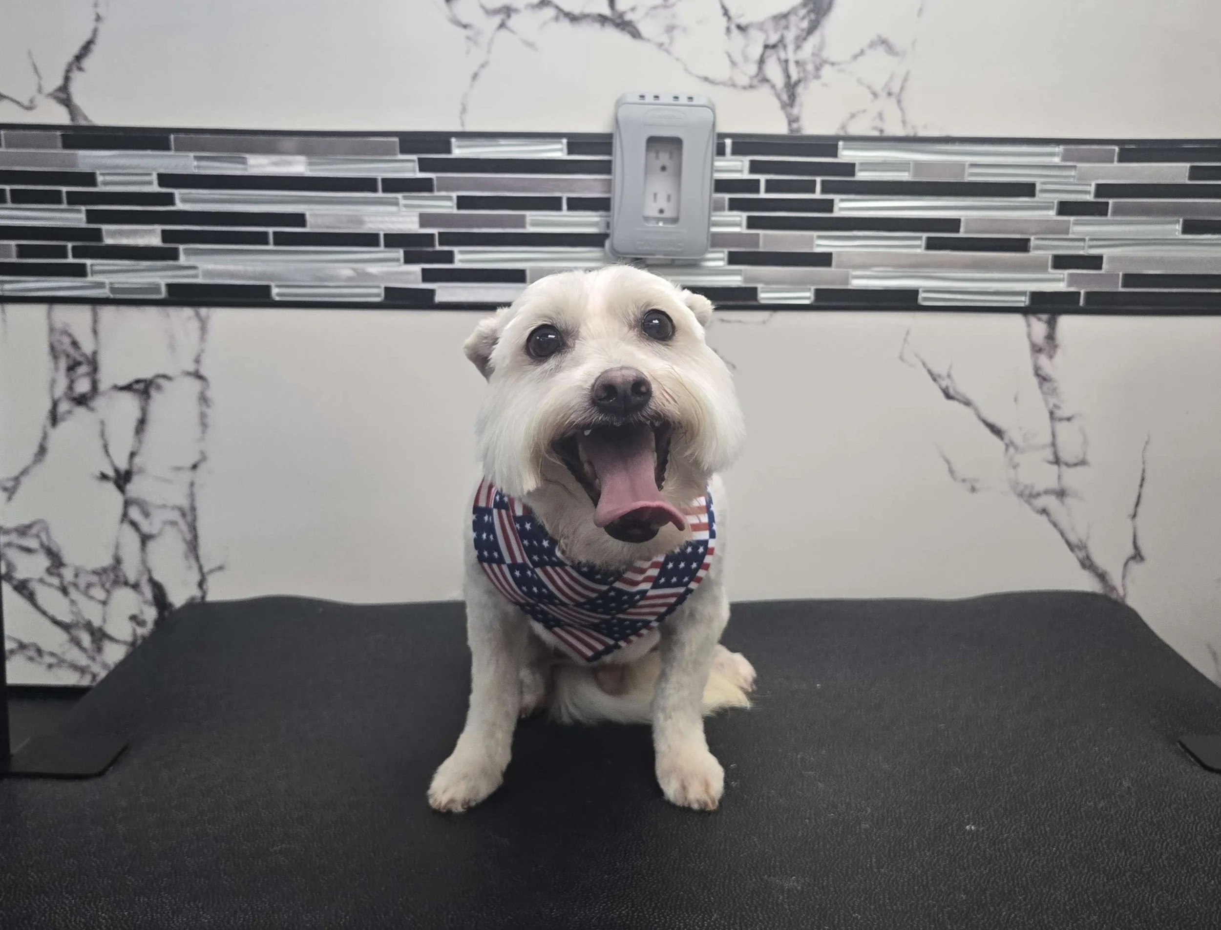 After grooming of a maltipoo by FurClips Mobile Pet Grooming in Rancho Cucamonga, California