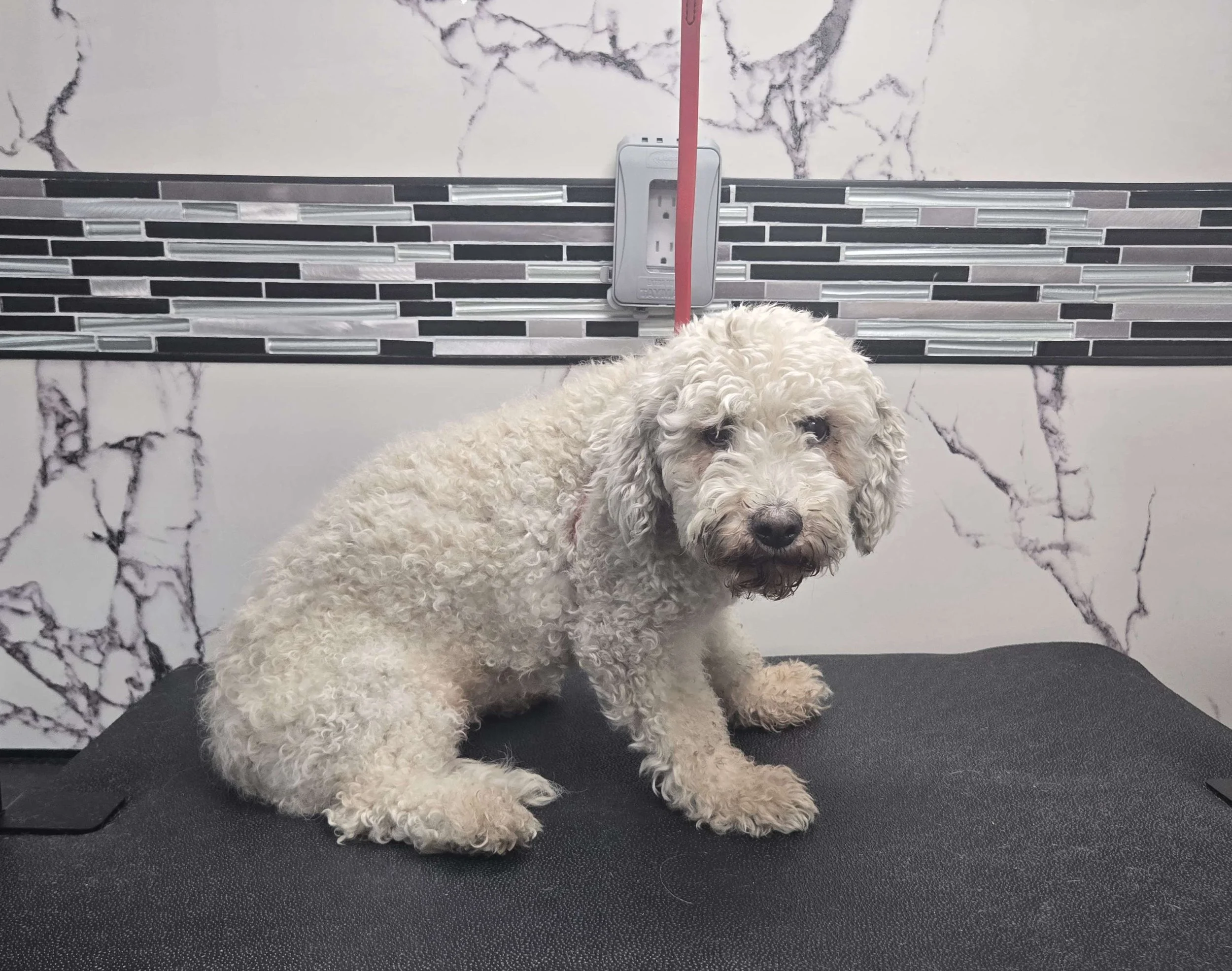 Before grooming of a senior poodle at FurClips Mobile Pet Grooming In Rancho Cucamonga, California