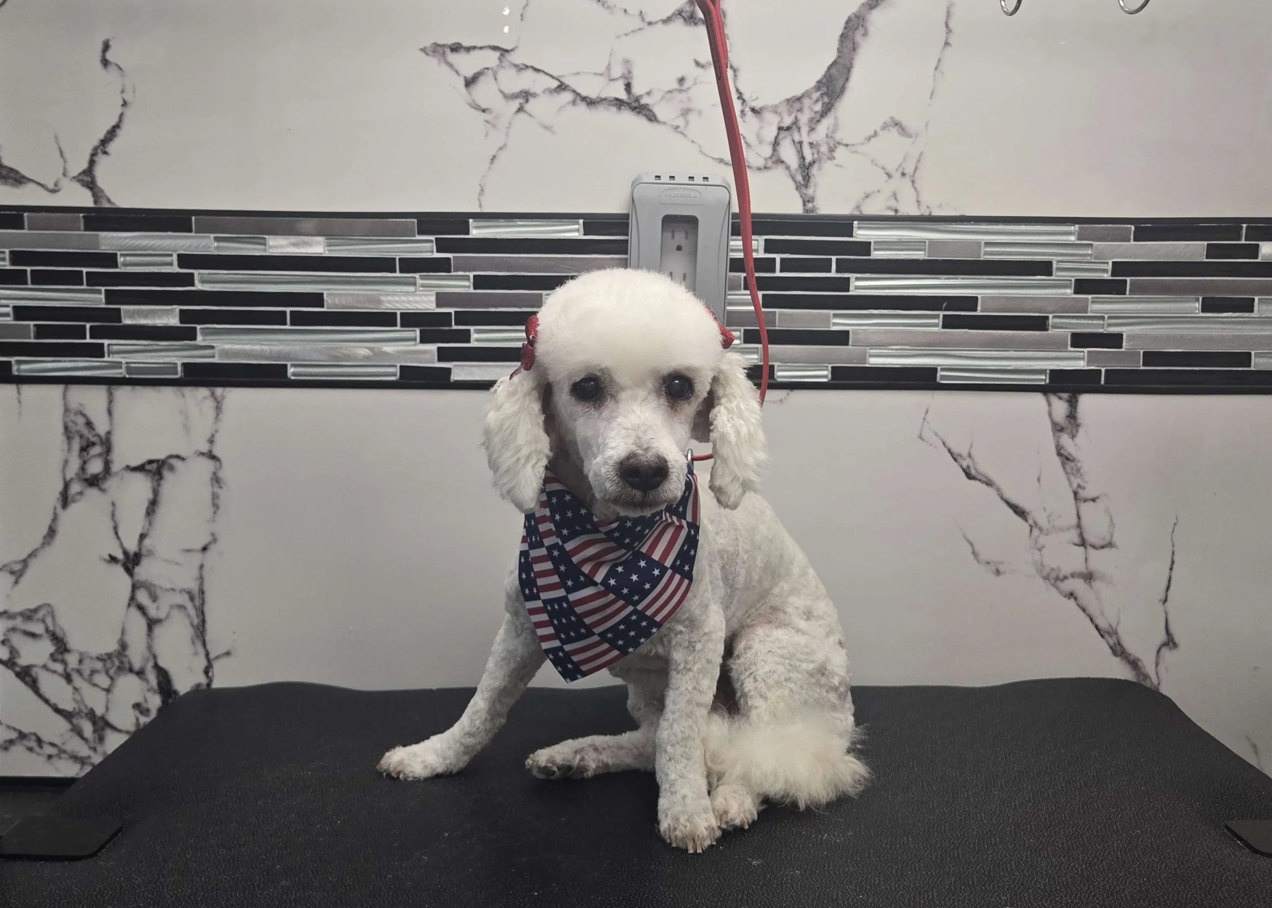 After grooming of a senior poodle by FurClips Mobile Pet Grooming in Rancho Cucamonga, California