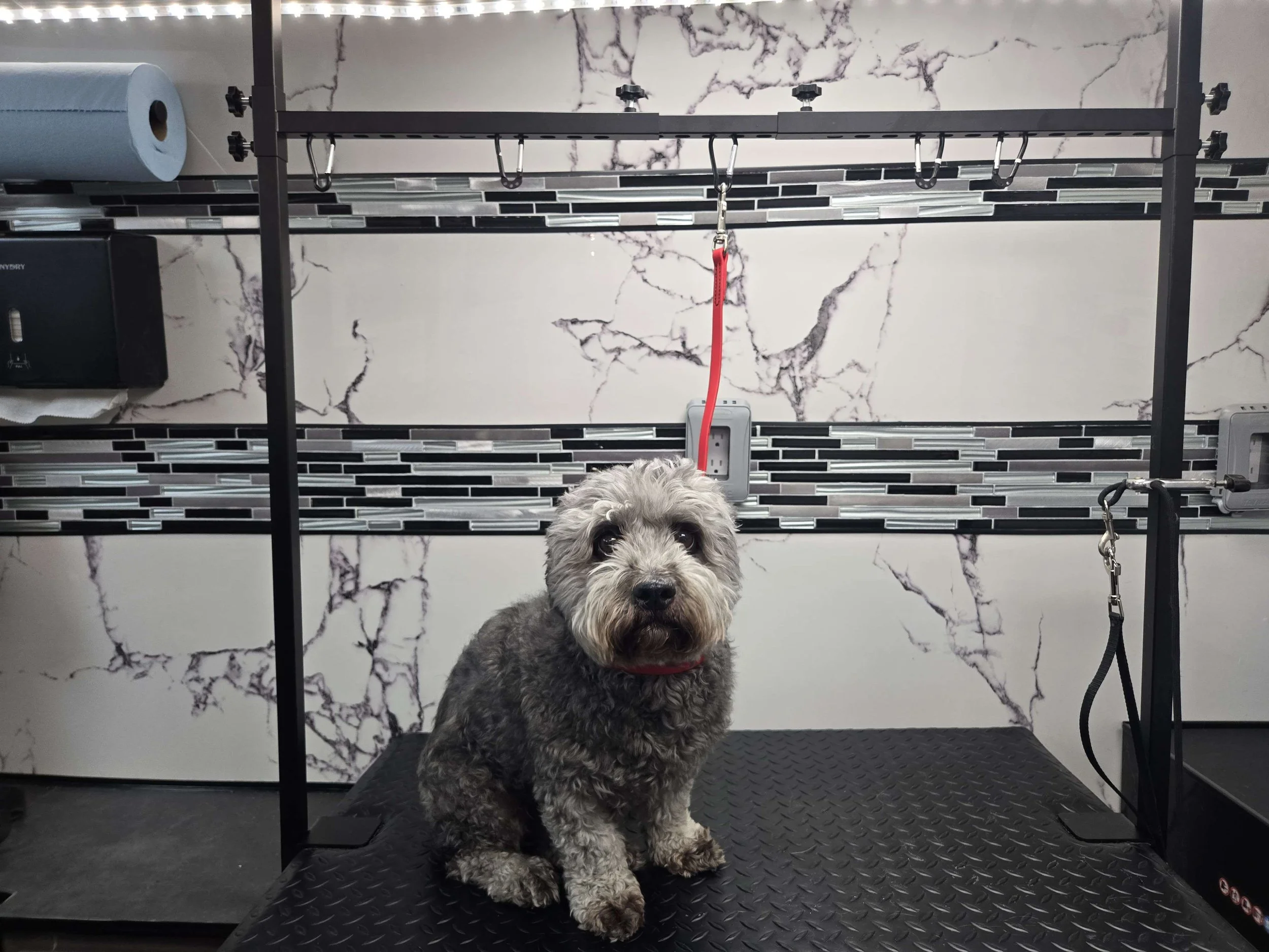 Before grooming of a Havanese at FurClips Mobile Pet Grooming In Rancho Cucamonga, California