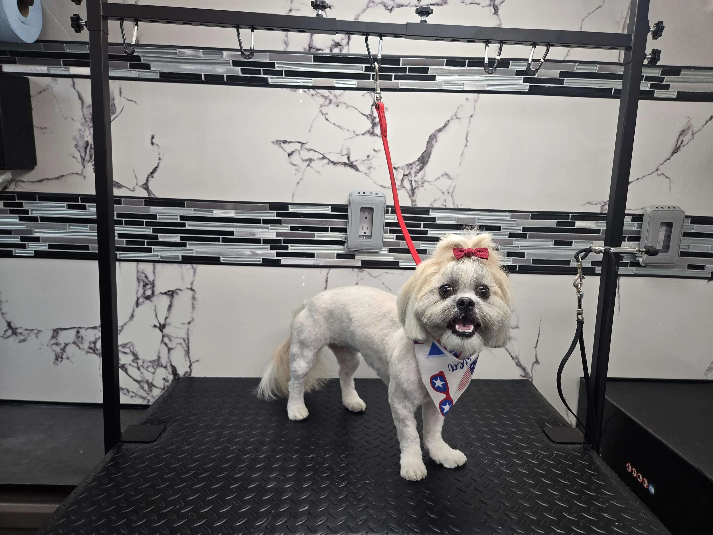 After grooming of a Shihtzu by FurClips Mobile Pet Grooming in Rancho Cucamonga, California