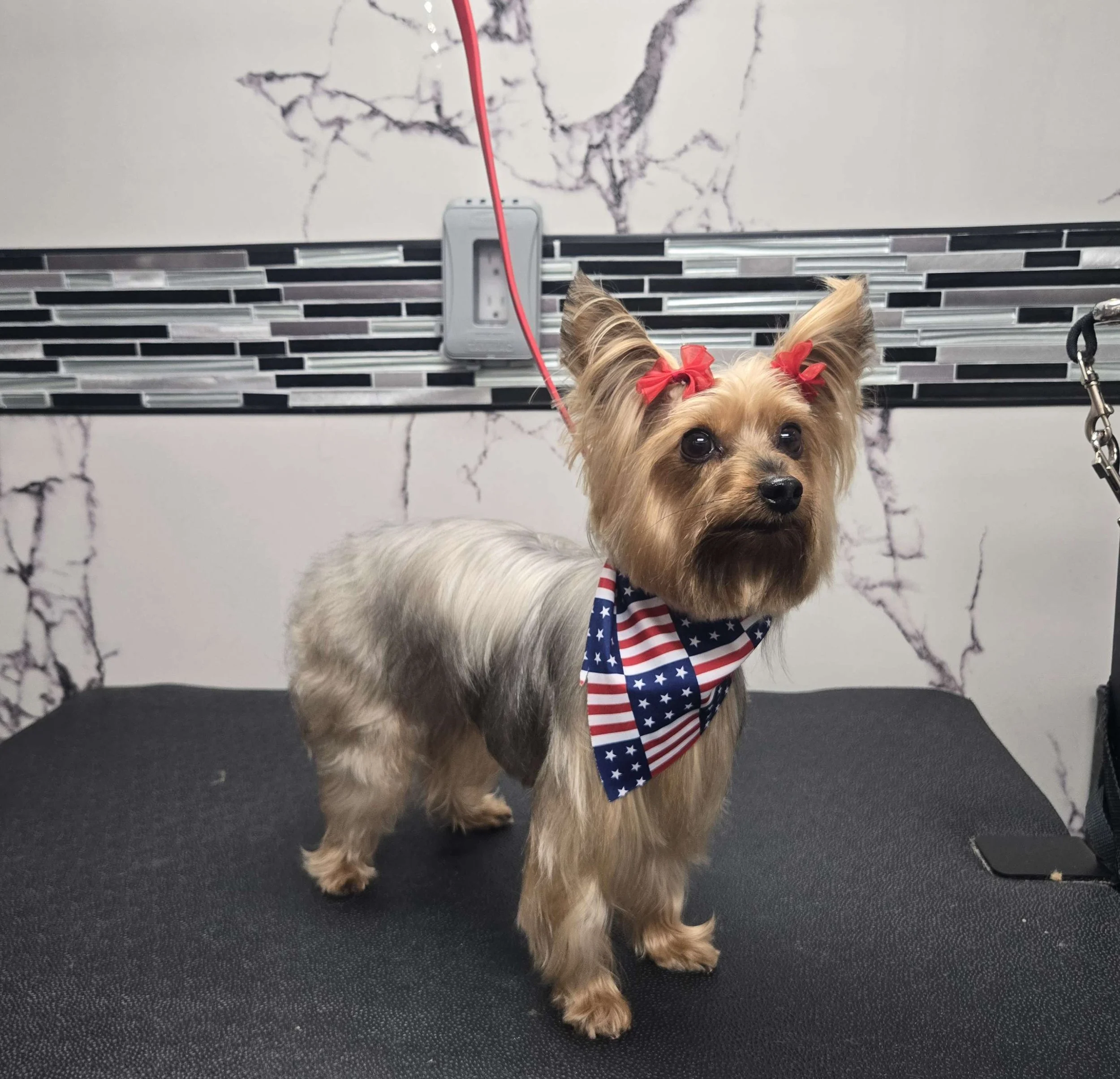 After grooming of a Yorkie by FurClips Mobile Pet Grooming in Rancho Cucamonga, California