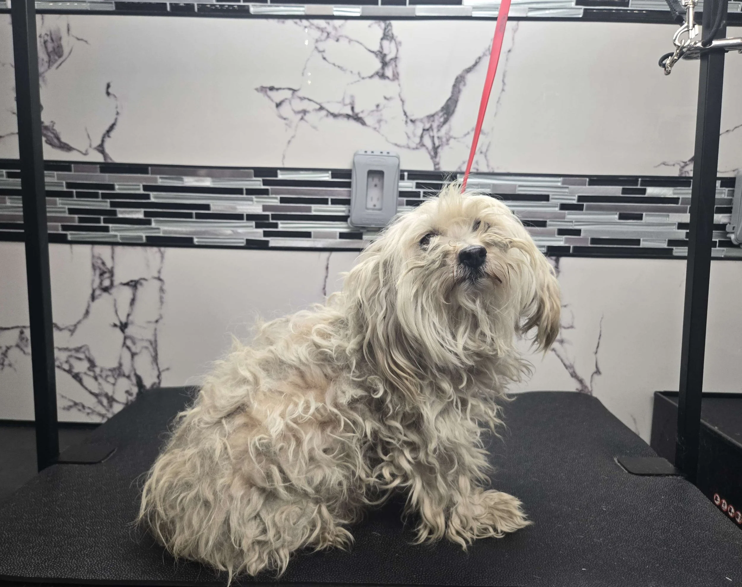Before grooming of a fluffy Maltipoo at FurClips Mobile Pet Grooming In Rancho Cucamonga, California