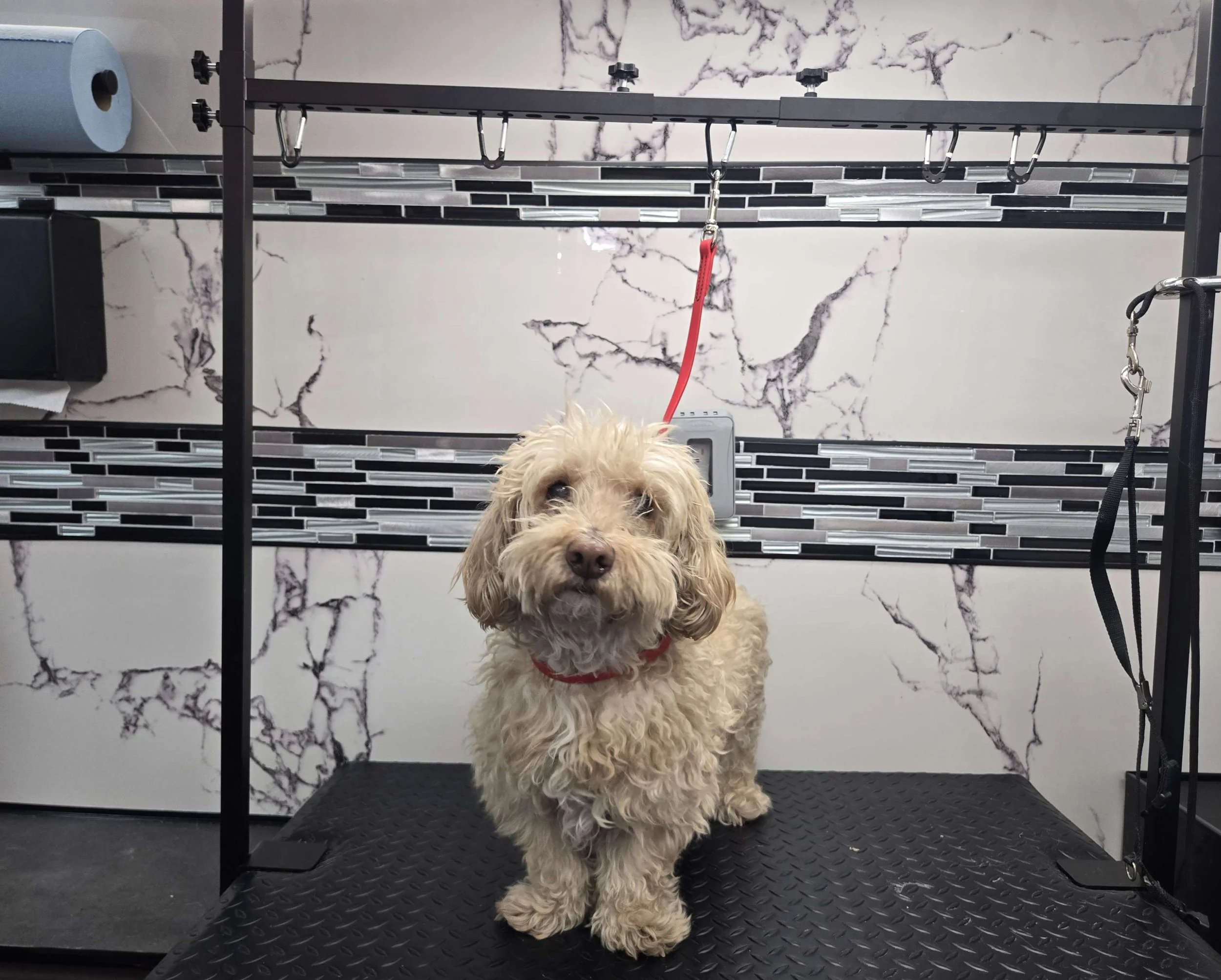 Before grooming of a Doodle at FurClips Mobile Pet Grooming In Rancho Cucamonga, California