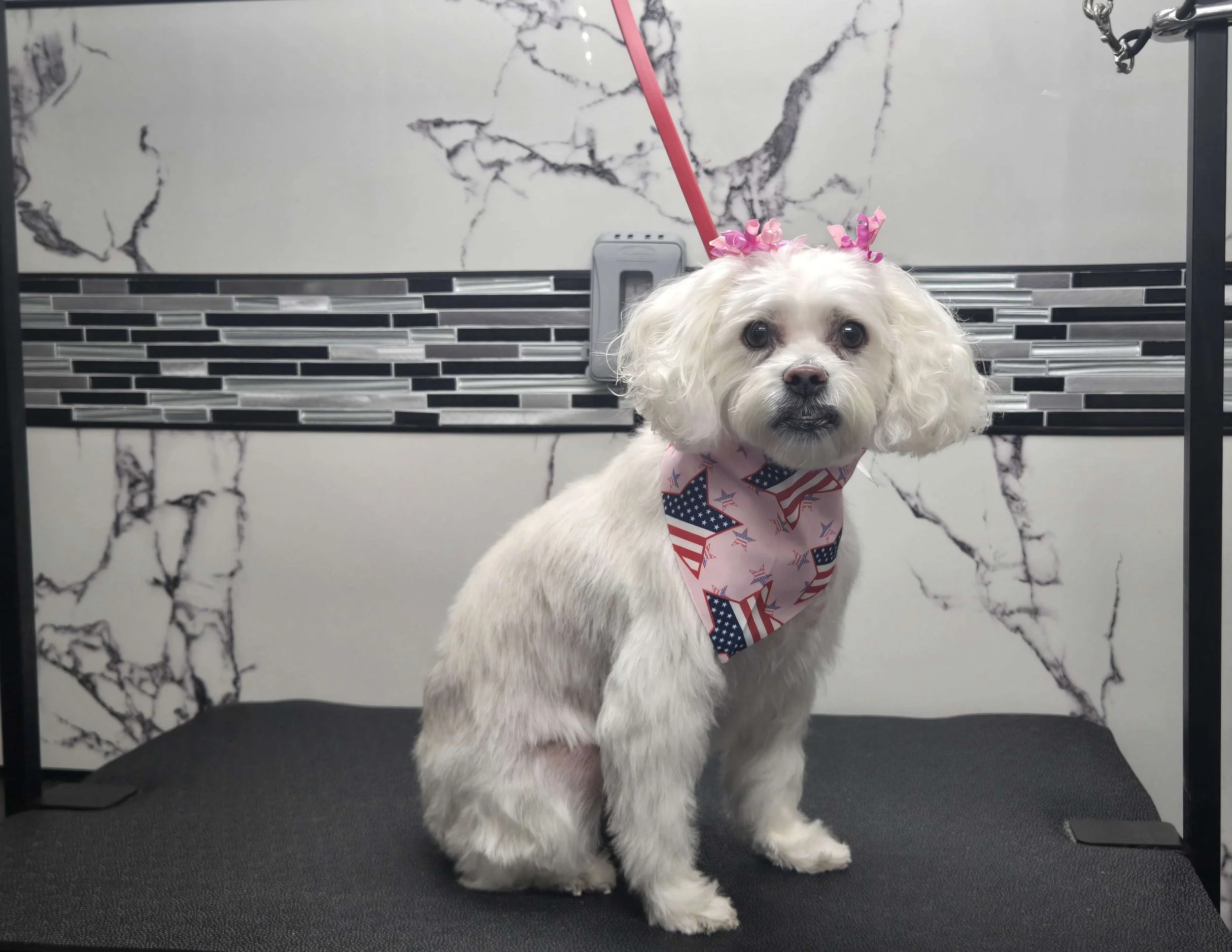 After grooming of a Terrier Mix by FurClips Mobile Pet Grooming in Rancho Cucamonga, California