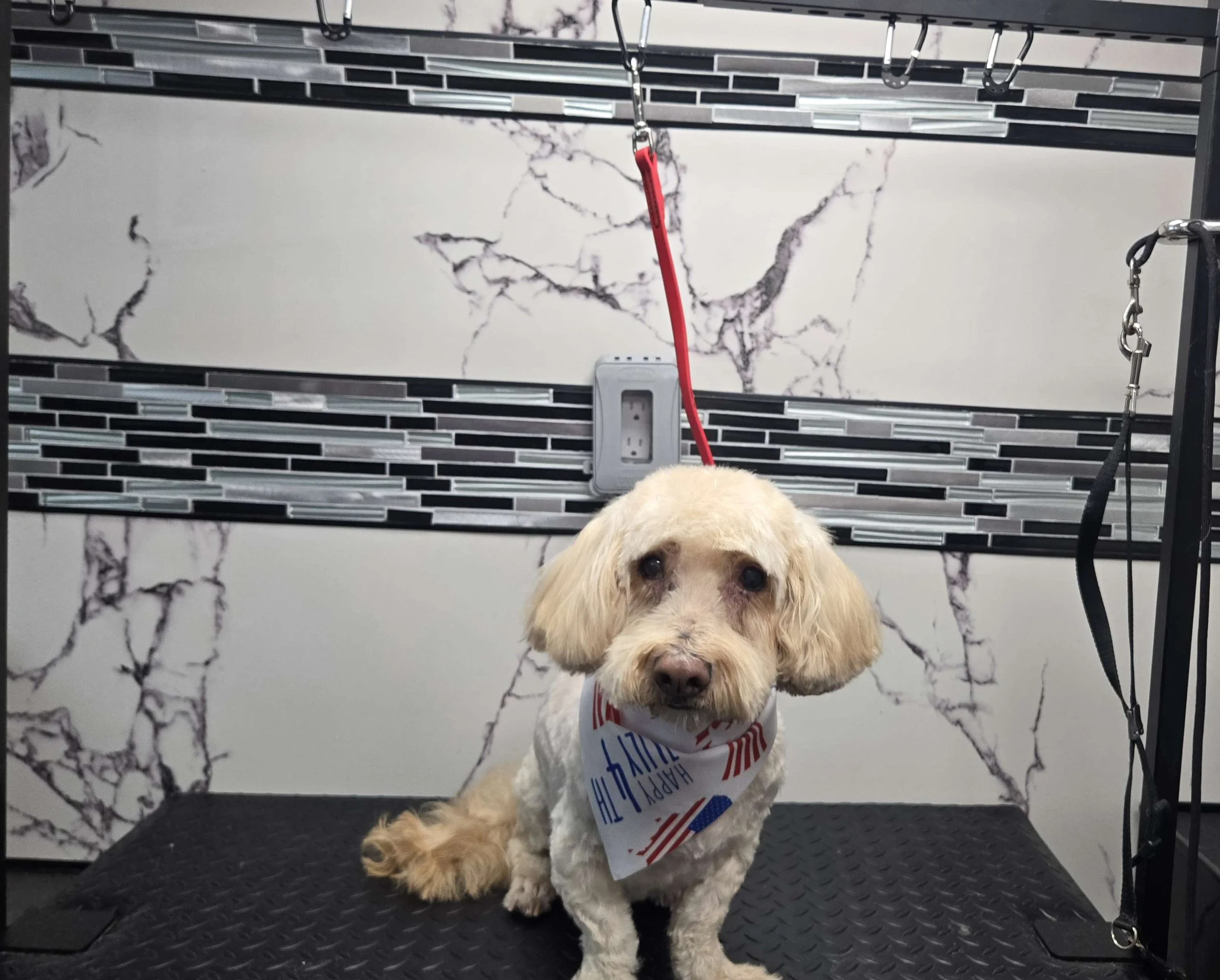 After grooming of a Doodle by FurClips Mobile Pet Grooming in Rancho Cucamonga, California
