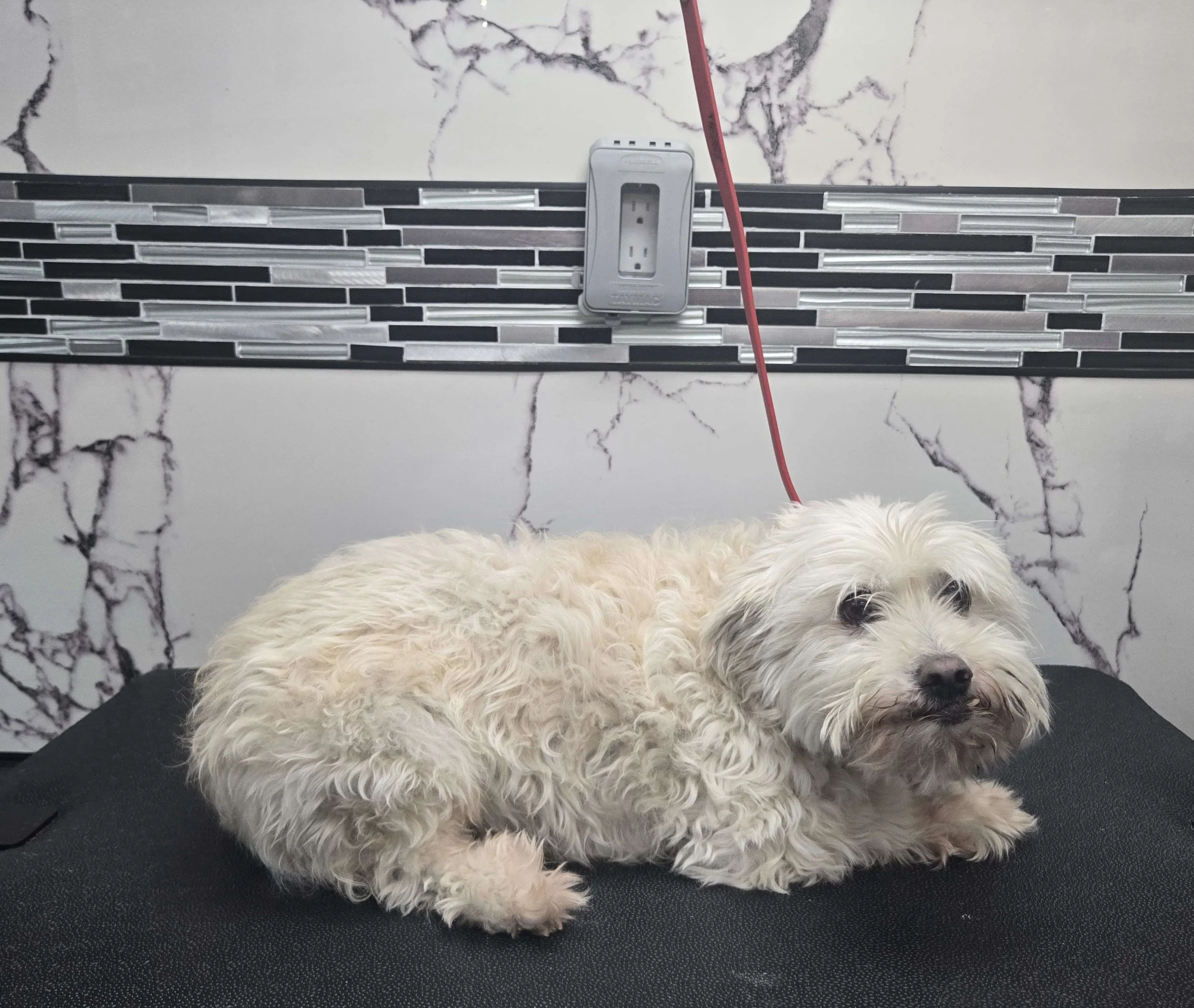 Before grooming of a Maltipoo at FurClips Mobile Pet Grooming In Rancho Cucamonga, California