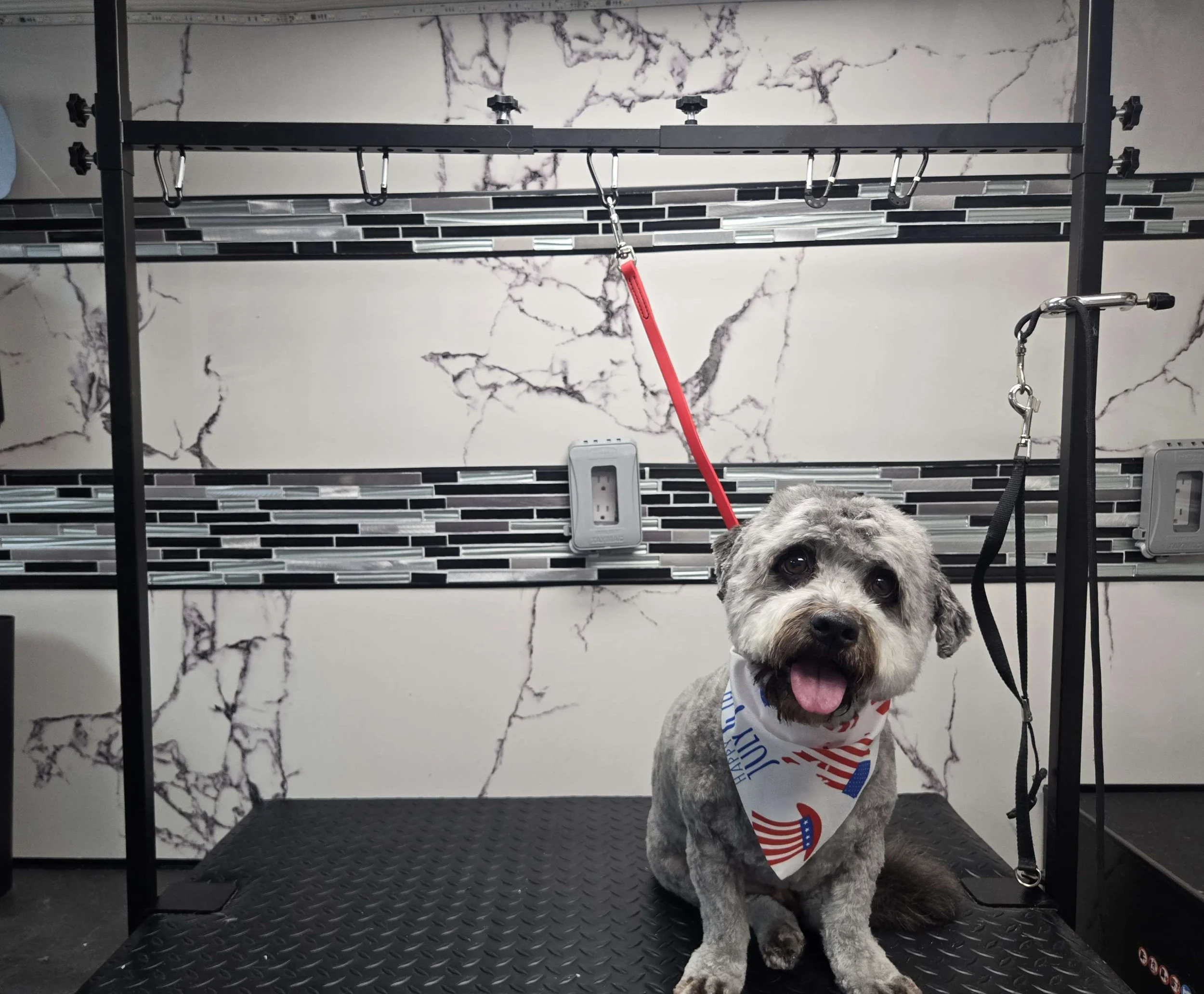After grooming of a Havanese by FurClips Mobile Pet Grooming in Rancho Cucamonga, California