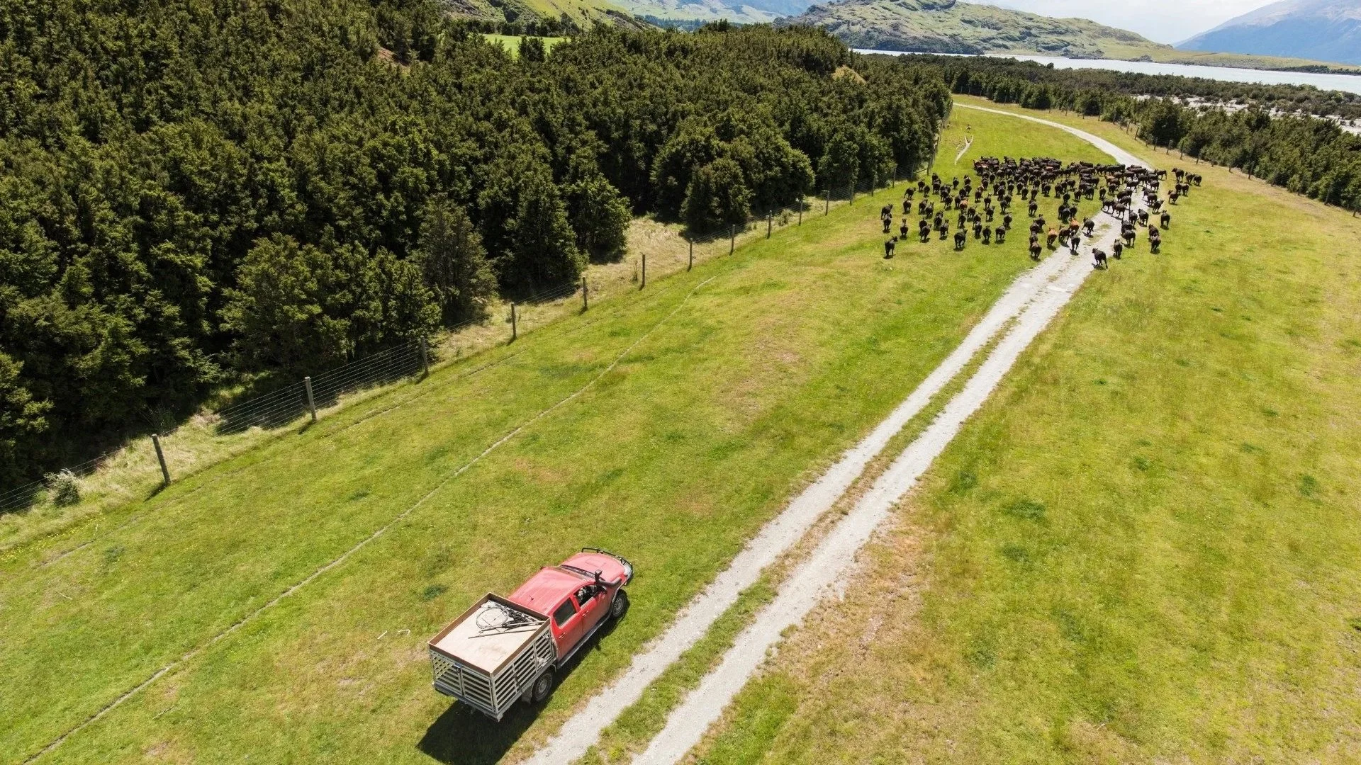 Aerial view of a ute driving along a farm track through green paddocks