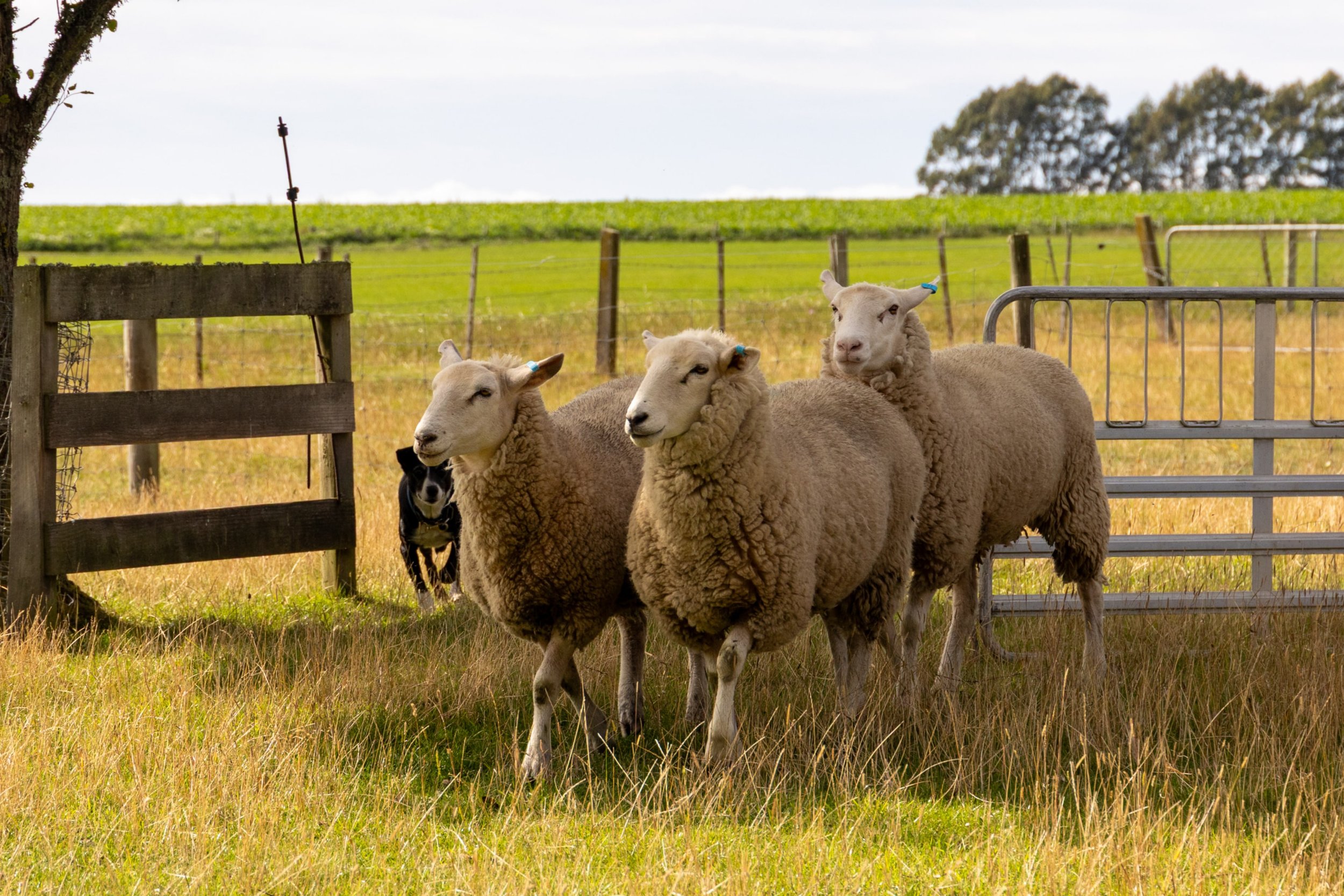 Three sheep standing by a wooden gate in a farm paddock