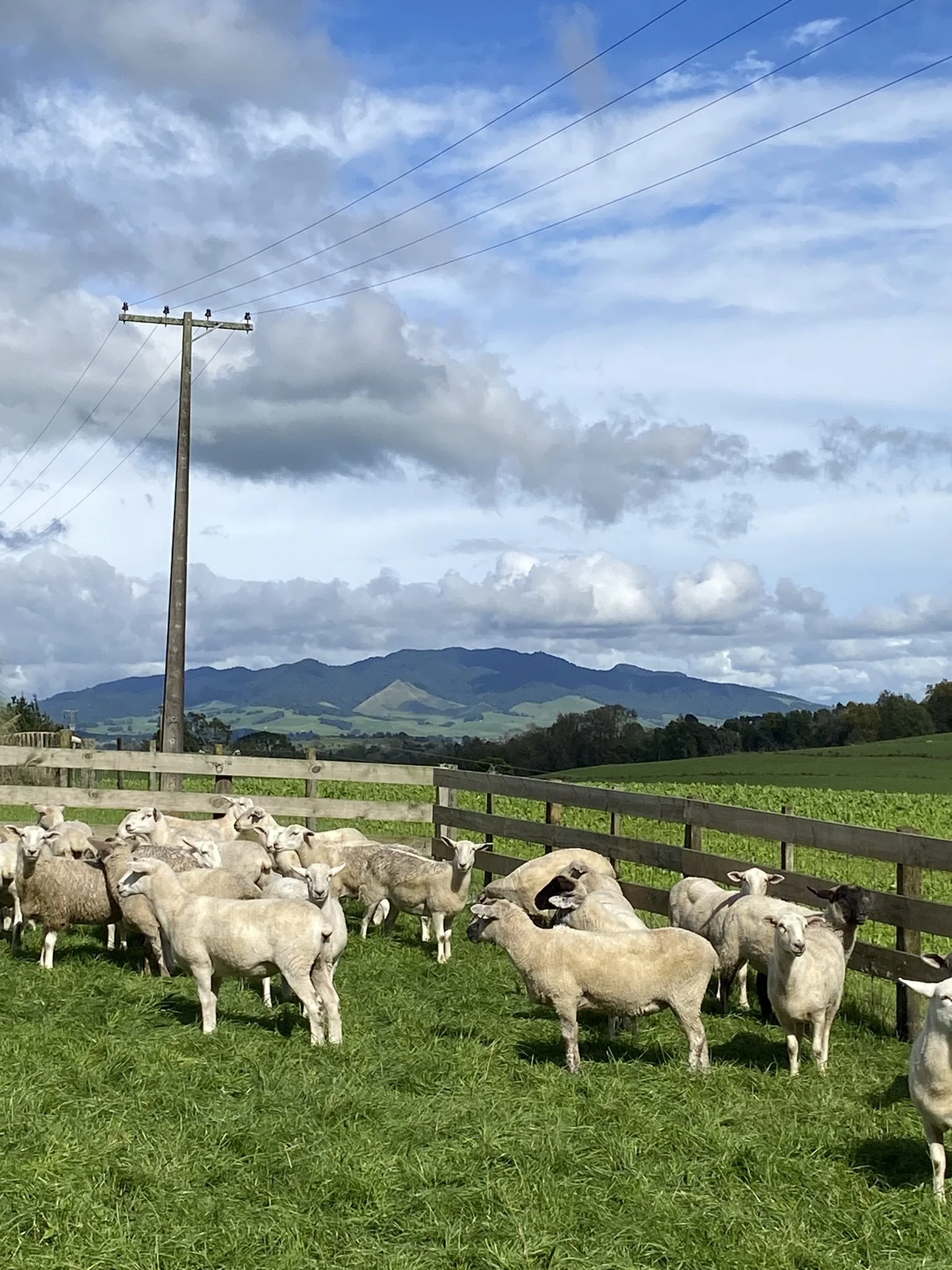 Flock of sheep in a paddock with hills and power lines behind