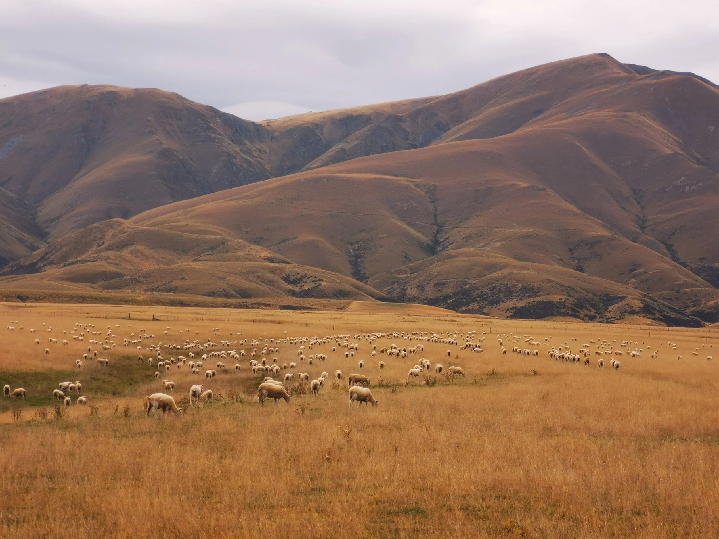 Sheep grazing on golden tussock grassland below brown high-country hills