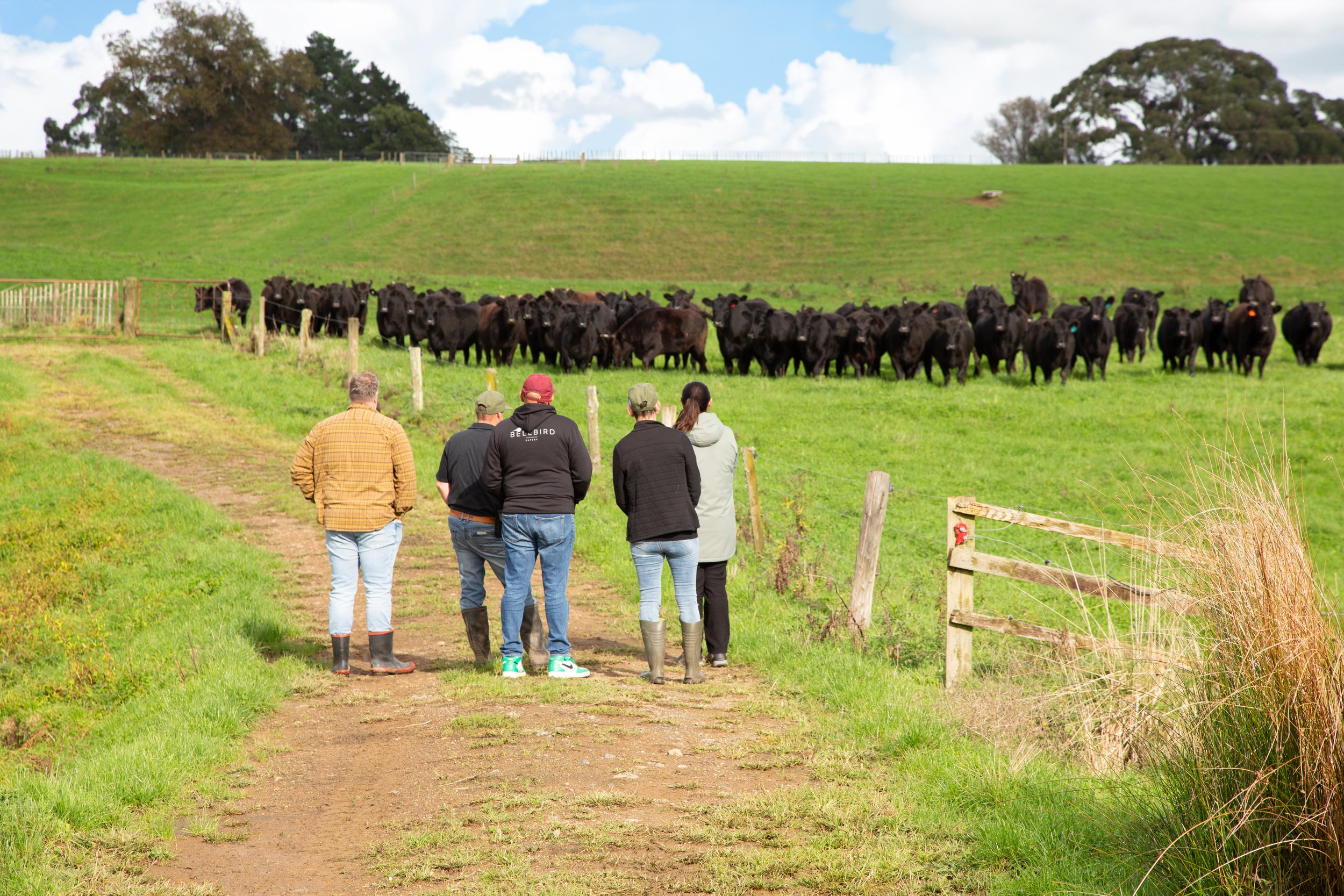 Group of people walking along a farm track towards a herd of cattle