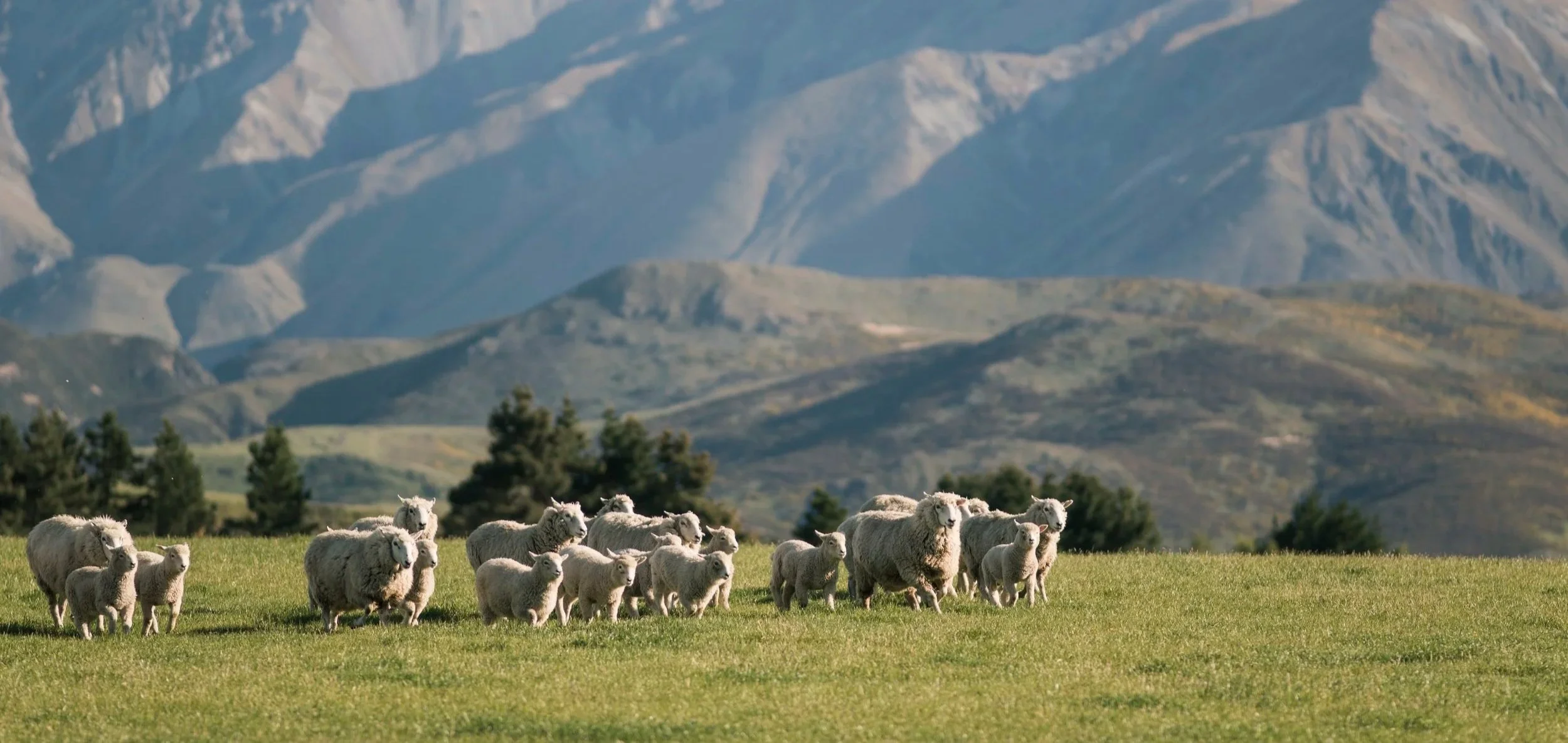 Flock of ewes and lambs running across green pasture at Inverary Station, with tussock-covered hills behind