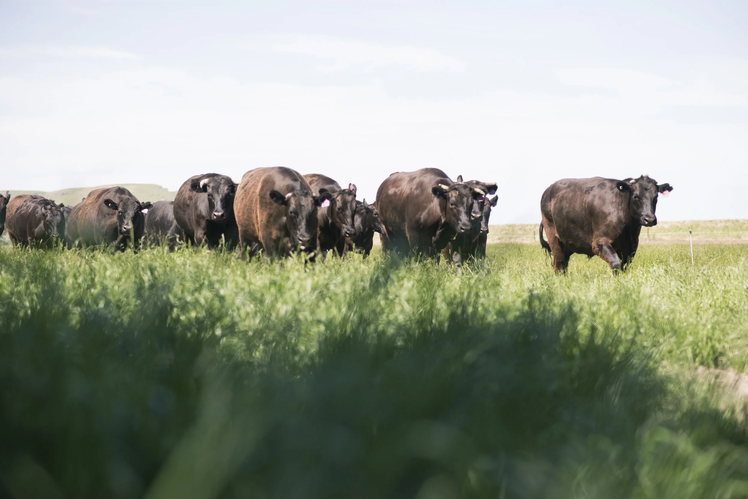 Black beef cattle grazing in long green pasture