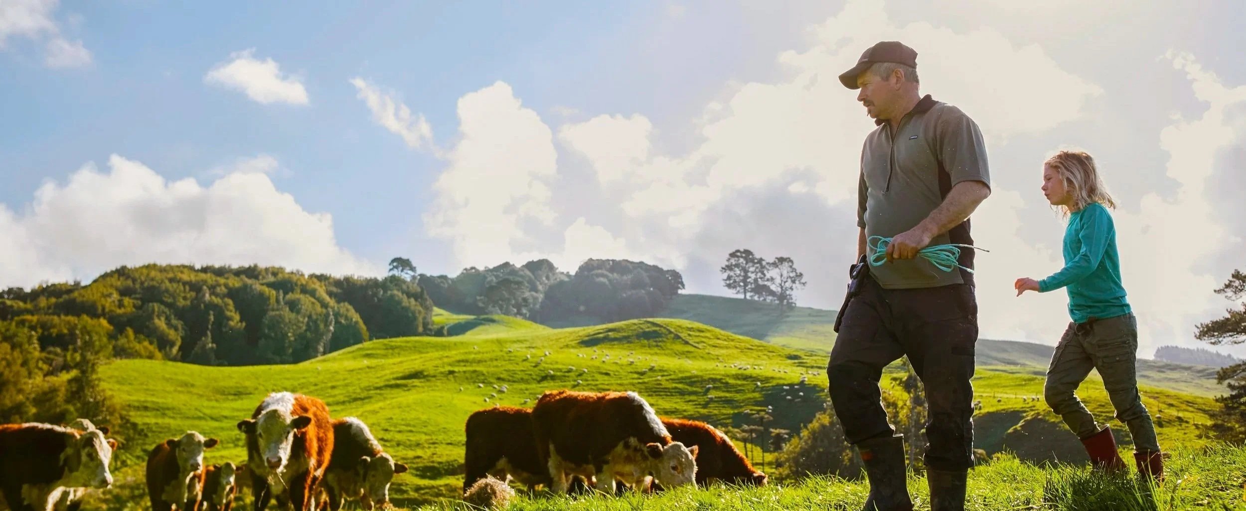 Farmer and his daughter with Hereford cattle grazing on rolling green hills