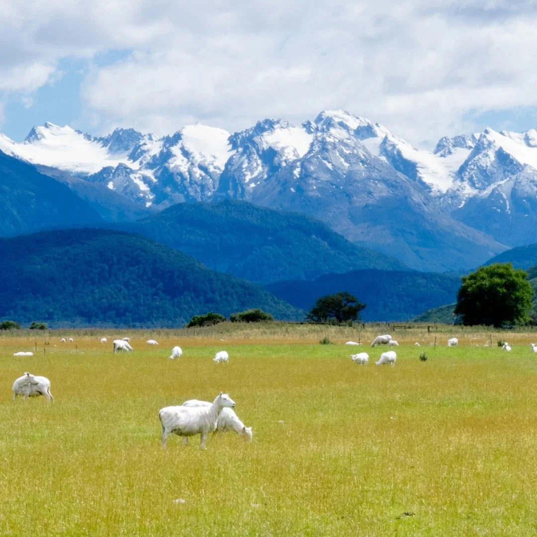 Sheep grazing on flat pasture beneath snow-capped mountains