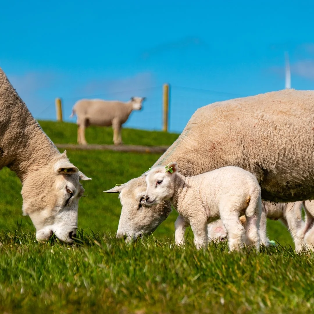 Ewe and lambs grazing on green grass