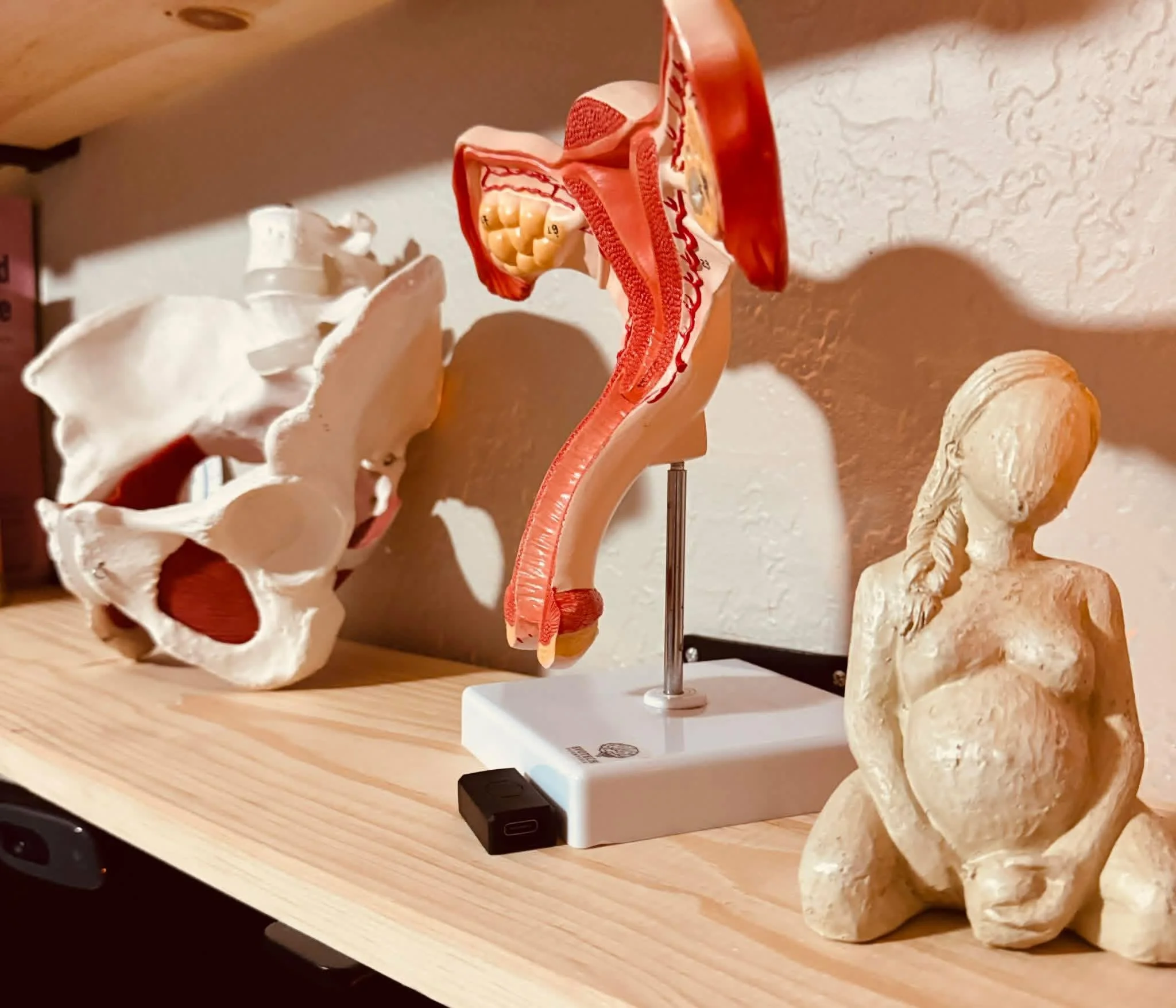 A detailed anatomical model of a human pelvis, showing internal structures such as bones and organs, mounted on a stand, placed on a wooden surface with other anatomical models in the background.