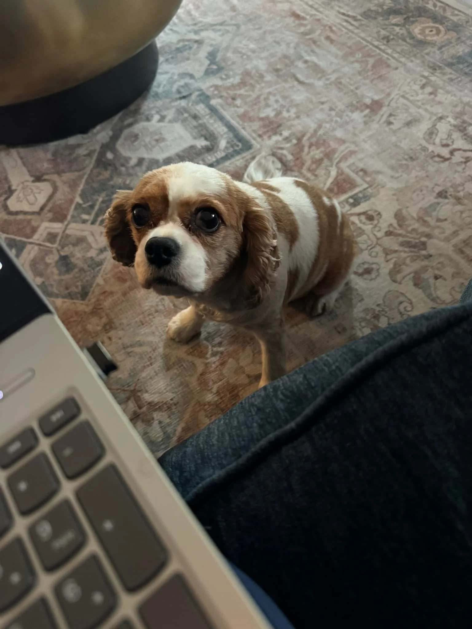 A small dog with white and brown fur looking up at the camera, inside a room with a patterned rug, partial view of a person's leg, and a laptop keyboard in the foreground.