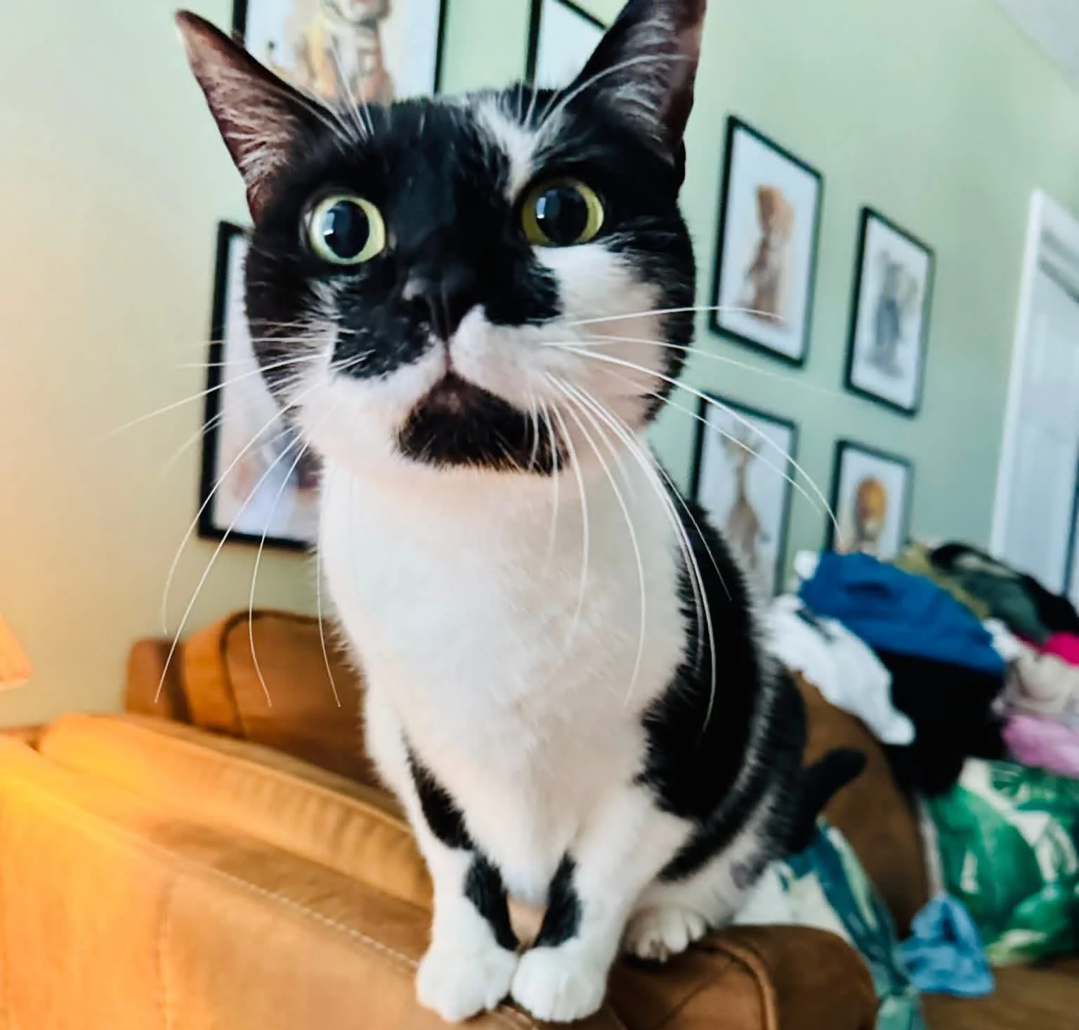 Close-up of a black and white cat with large green eyes sitting on a brown leather surface in a room with green walls and framed artwork in the background.