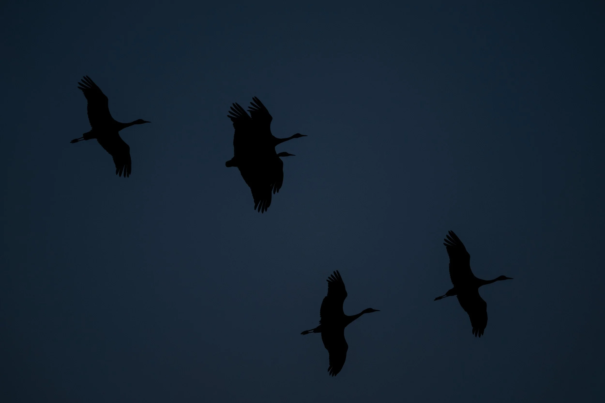 Sandhill cranes flying overhead after sunset.