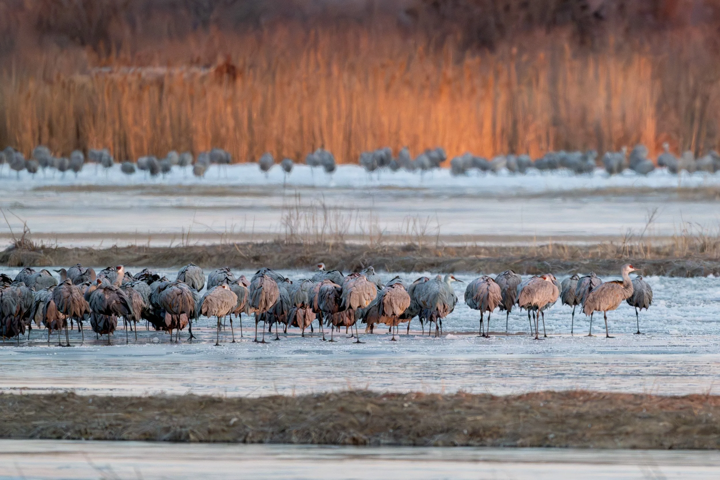 Sandhill cranes standing on the icy Platte River at first light.