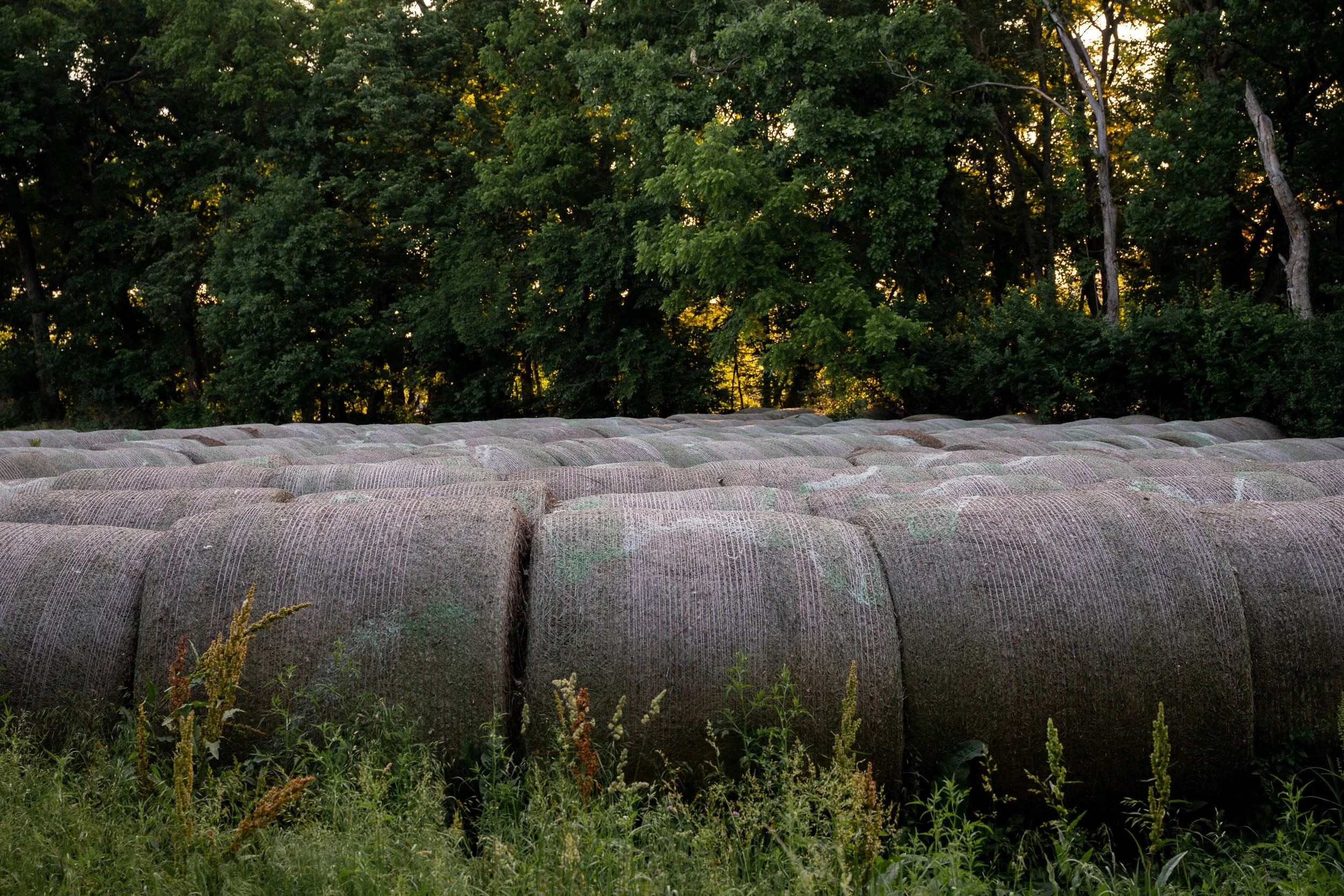 Rows of round hay bales stacked beside a tree line.