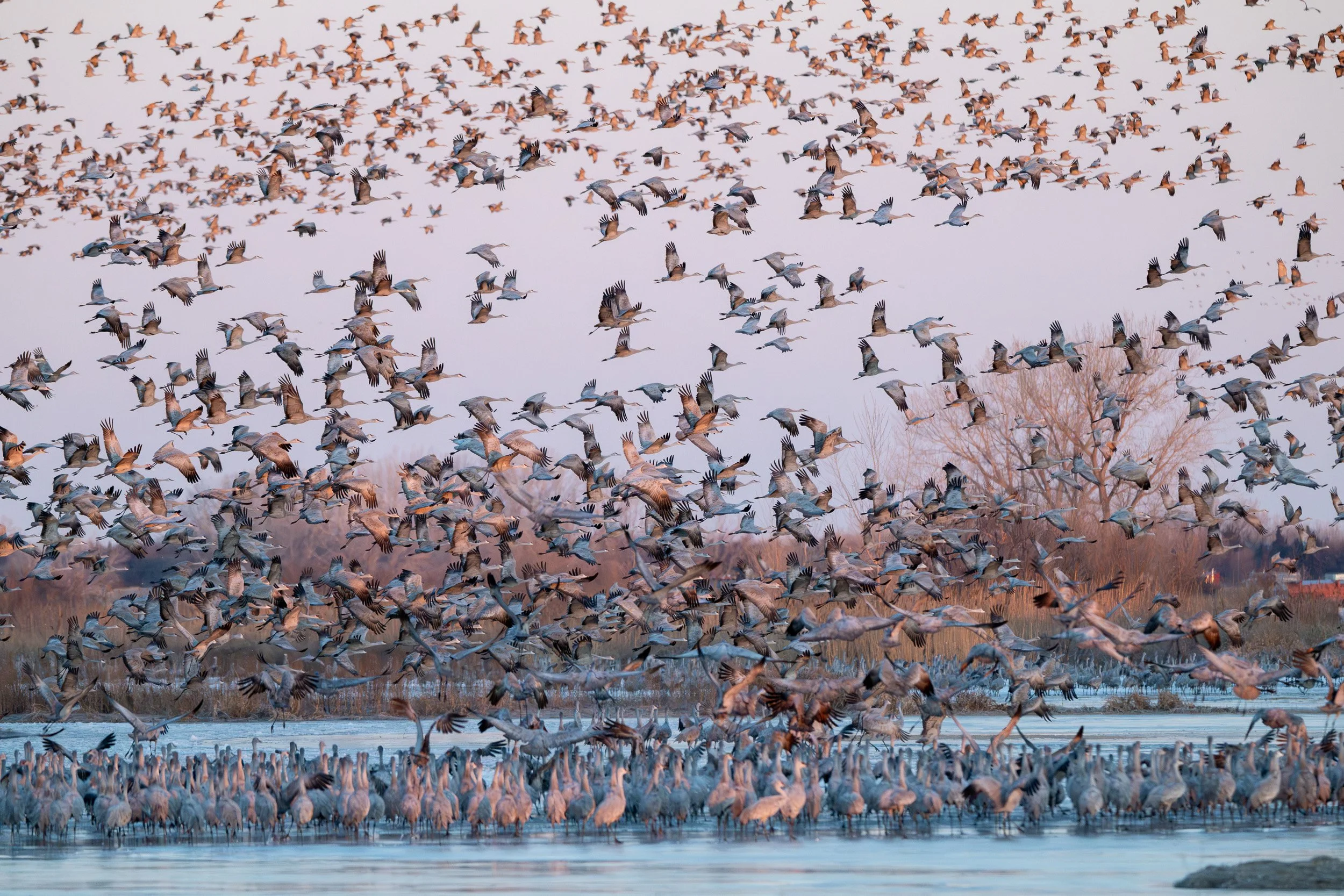 Thousands of sandhill cranes flying over the Platte River during spring migration.