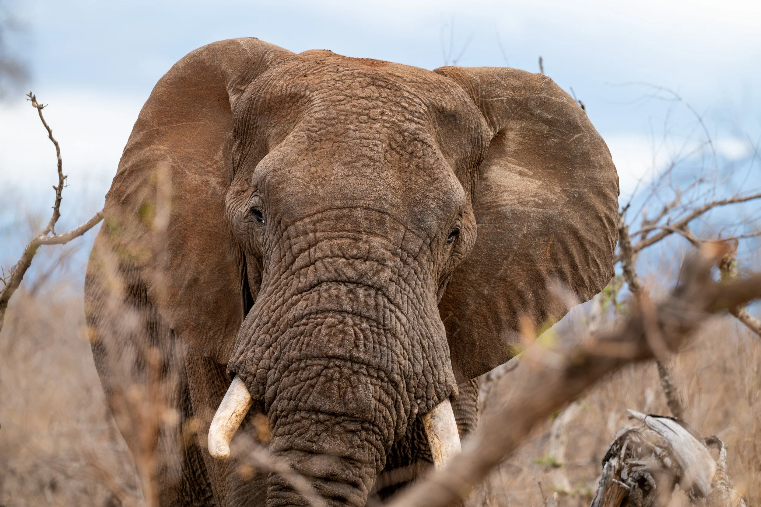African elephant approaching head-on with tusks visible.